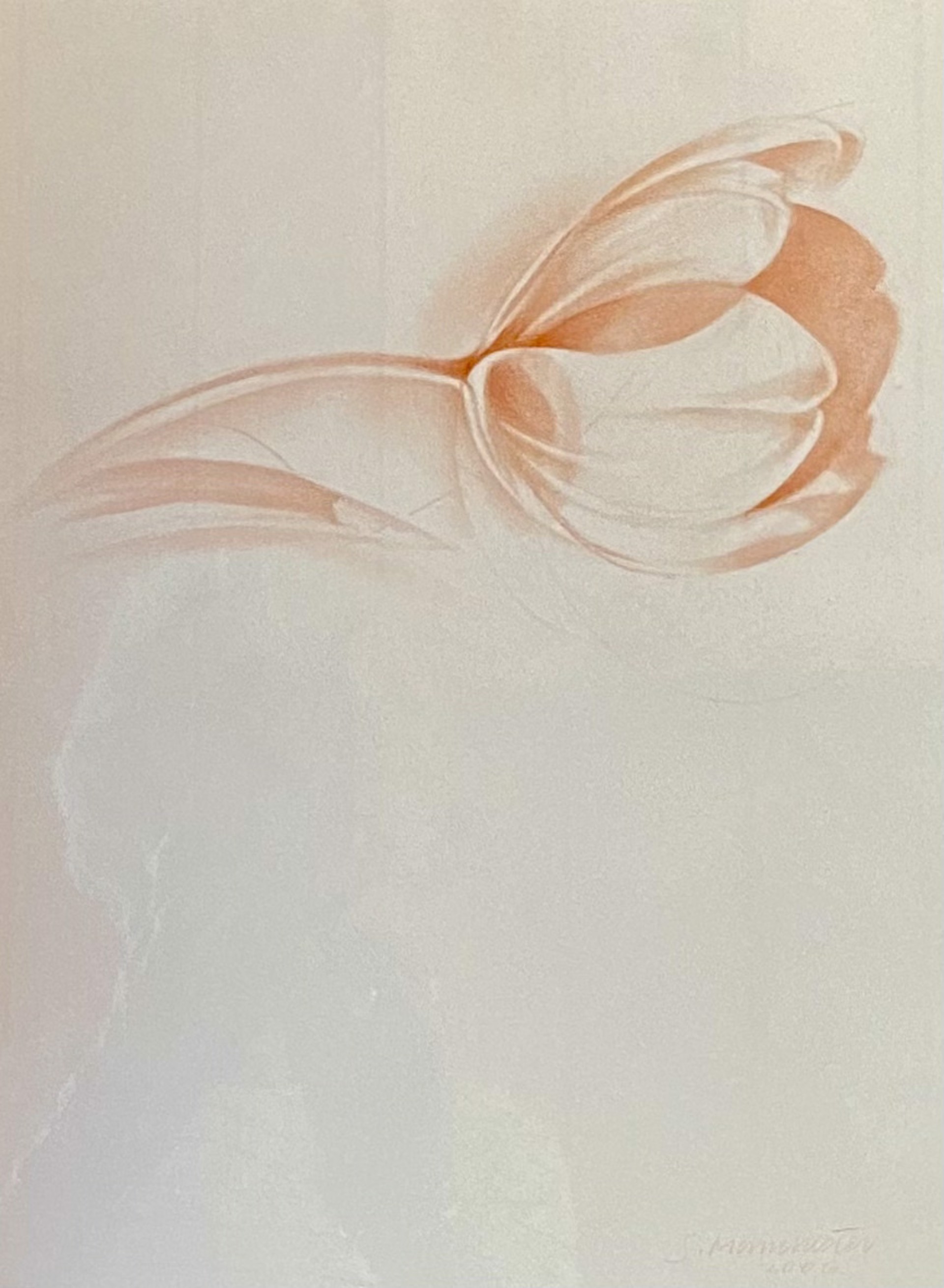 Whisper Tulip by Susan Manchester