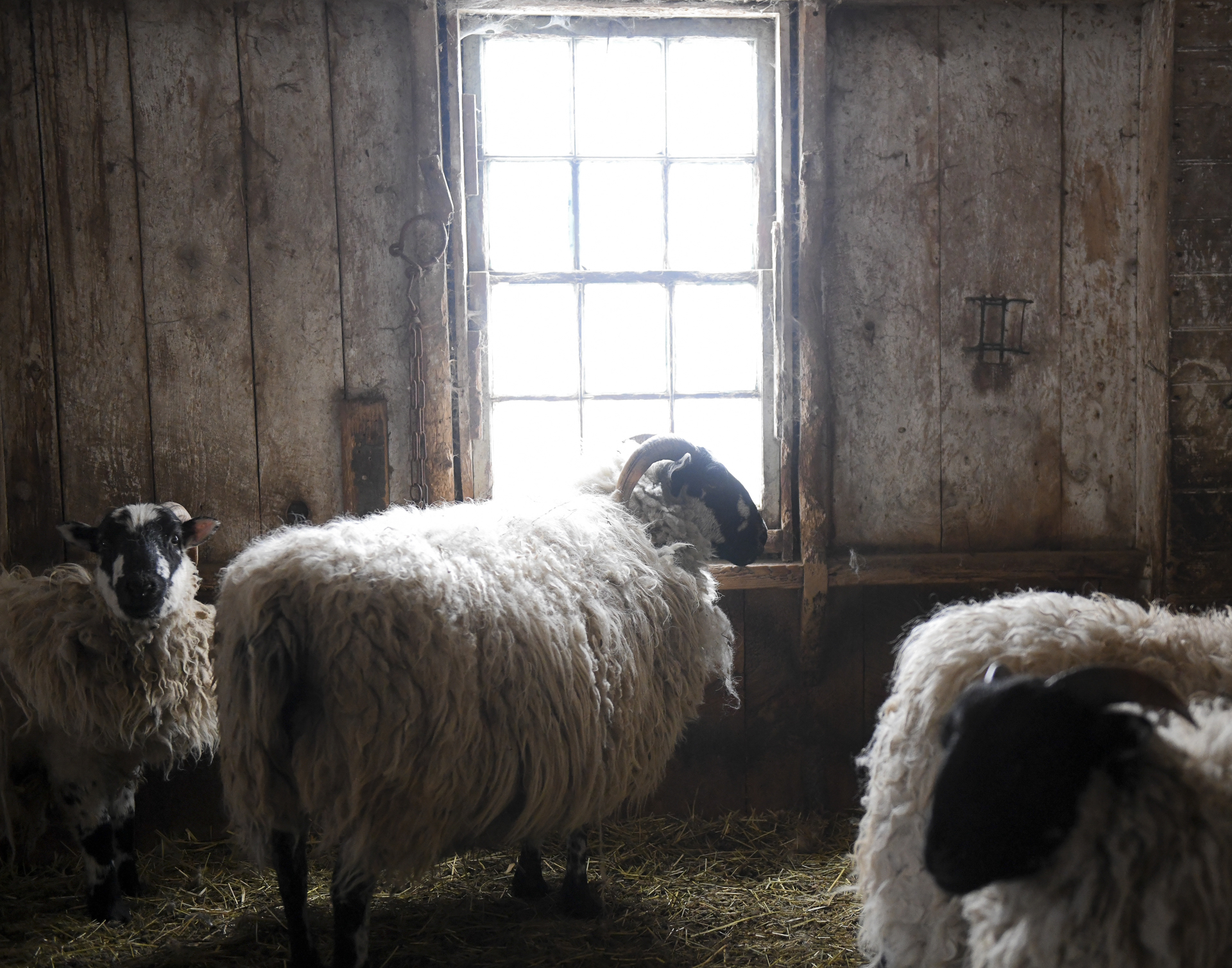 Sheep in Barn Window by Nina Fuller