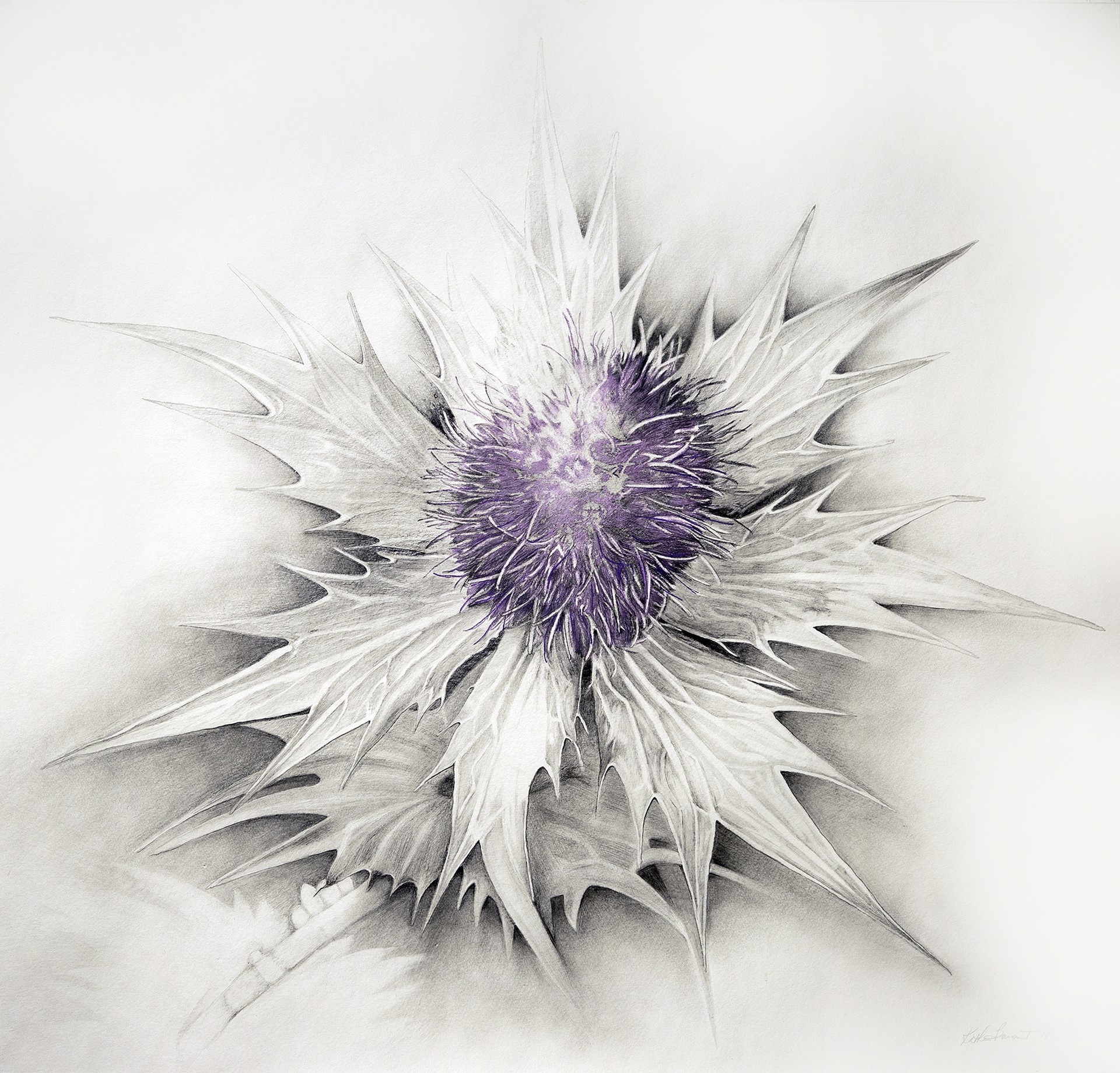 Lavender Thistle by Katherine Baronet