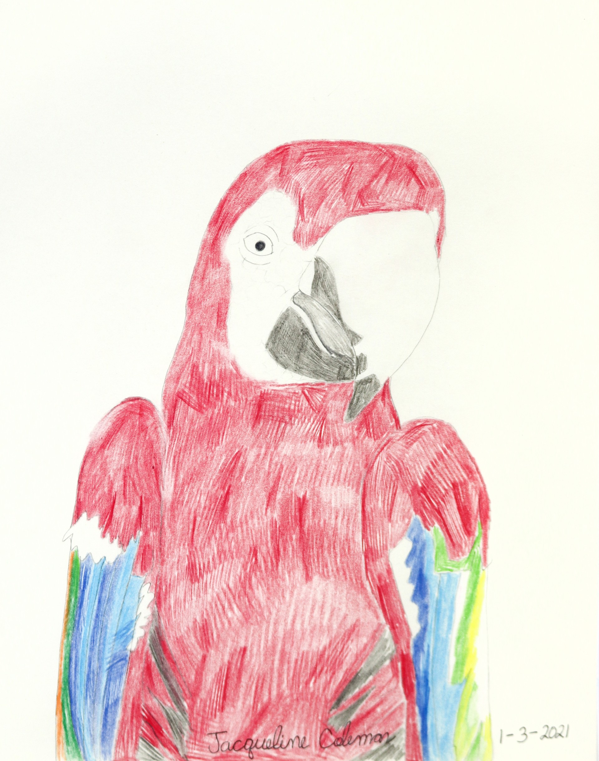 Parrot by Jacqueline Coleman