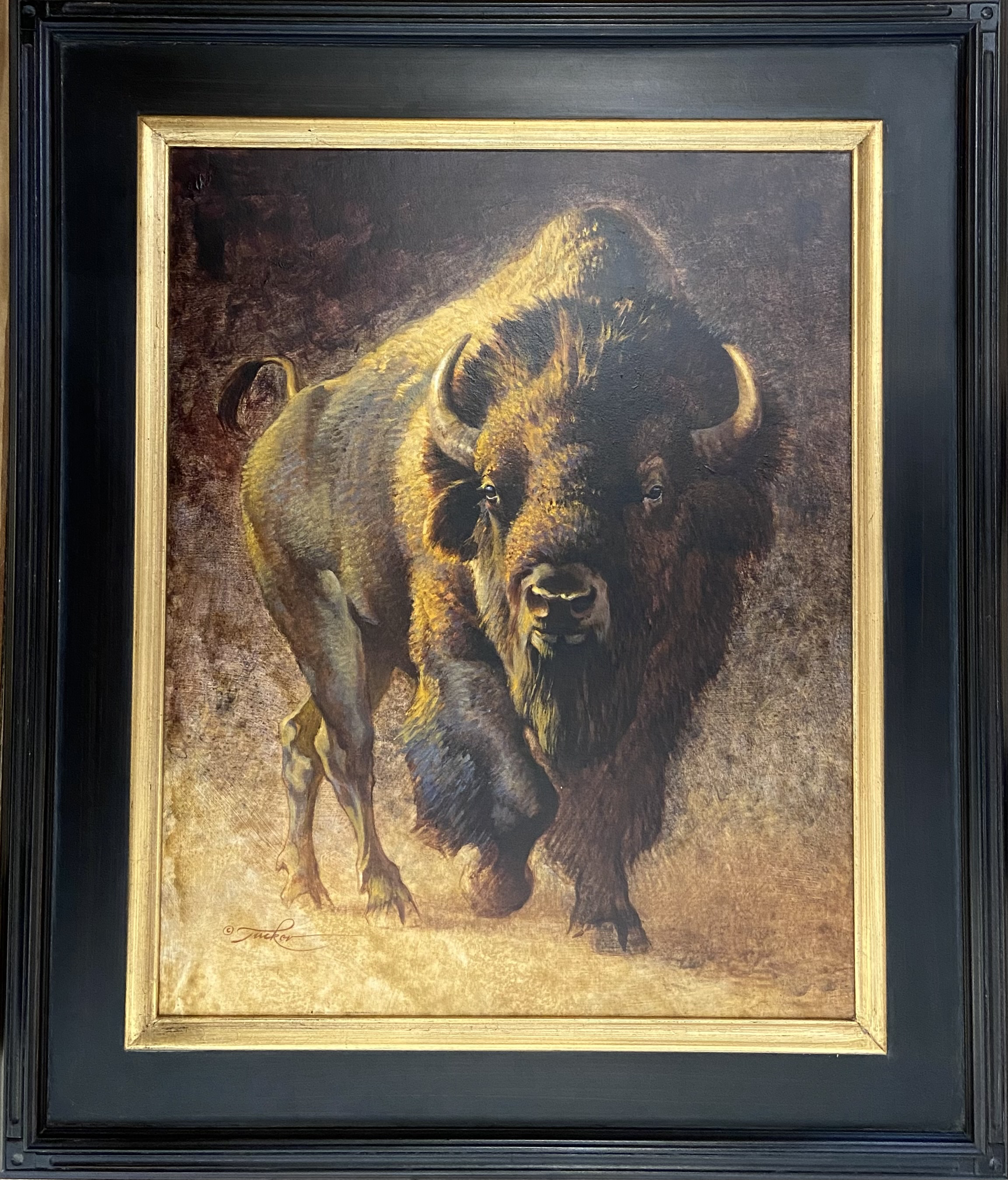 Bison Bull by Ezra Tucker