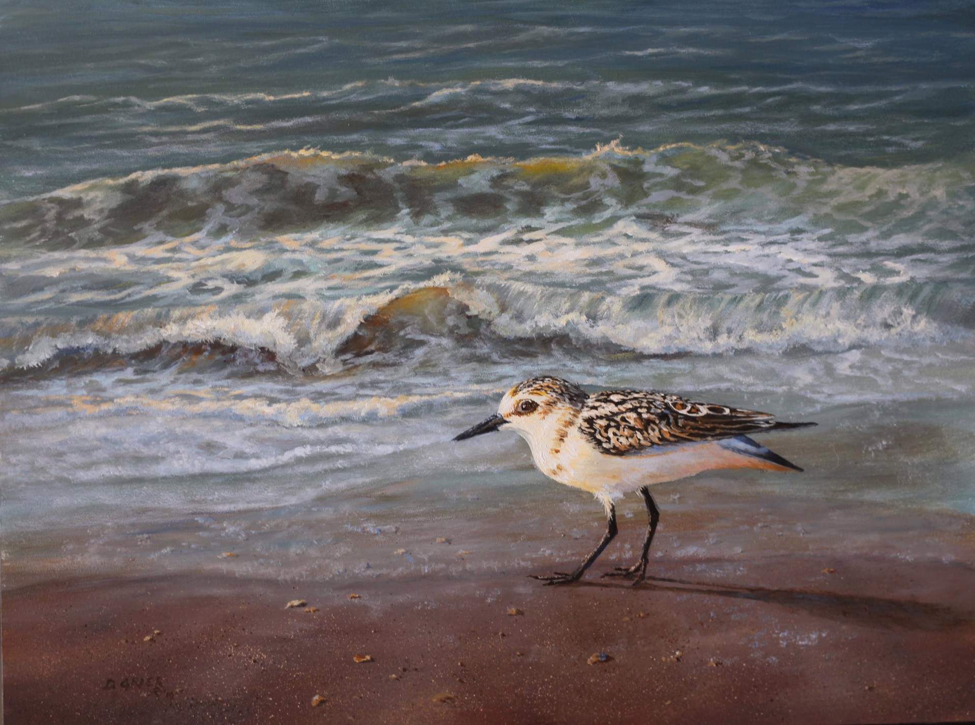 Surf and Sandpiper by Douglas Grier -- Giclee Prints