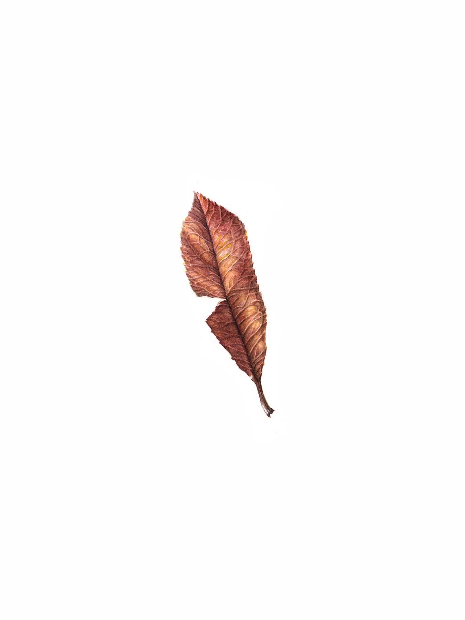 Decomposing Leaf by Helen Hagood Coxe