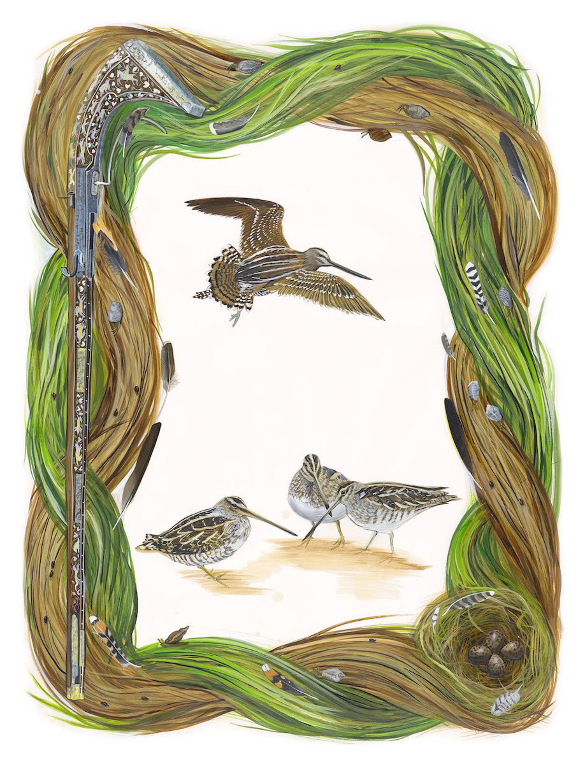 Birds of Shakespeare: Common Snipe (Gallinago gallinago) by Missy Dunaway
