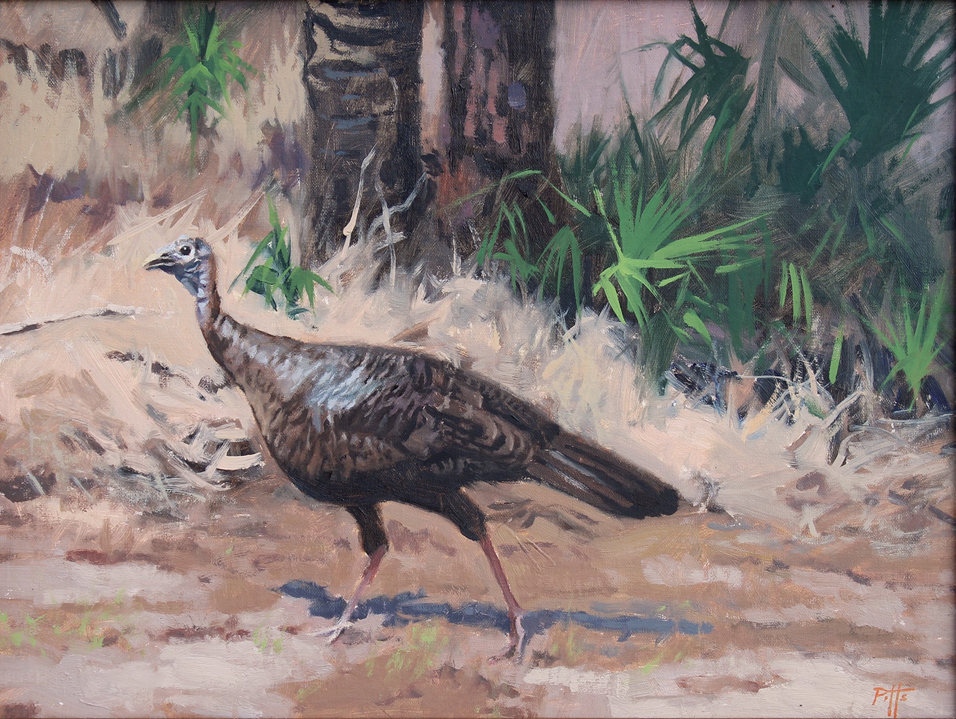 Wild Turkey by Randy Pitts