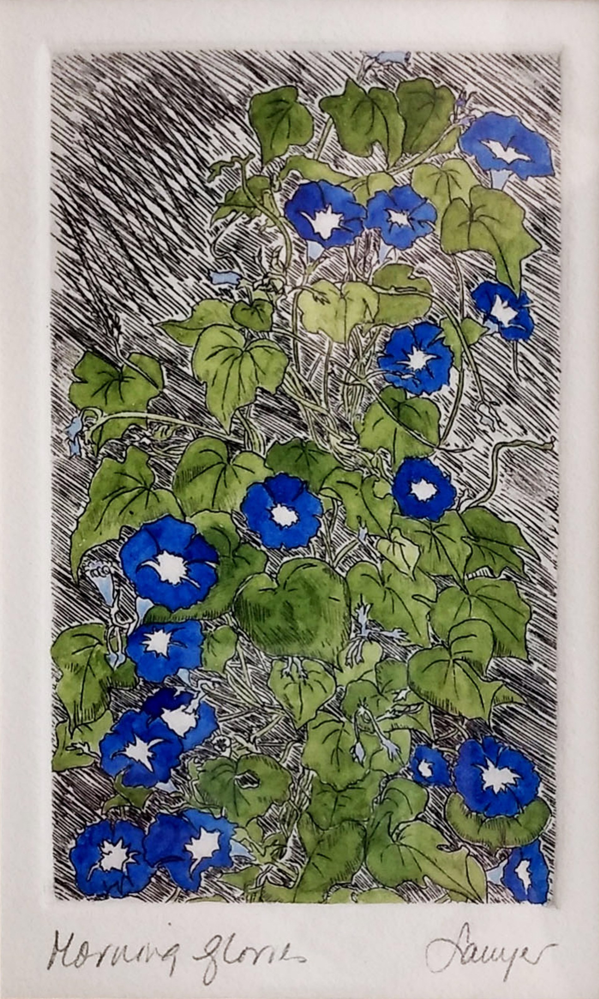 Morning Glories (framed) by Anne Sawyer