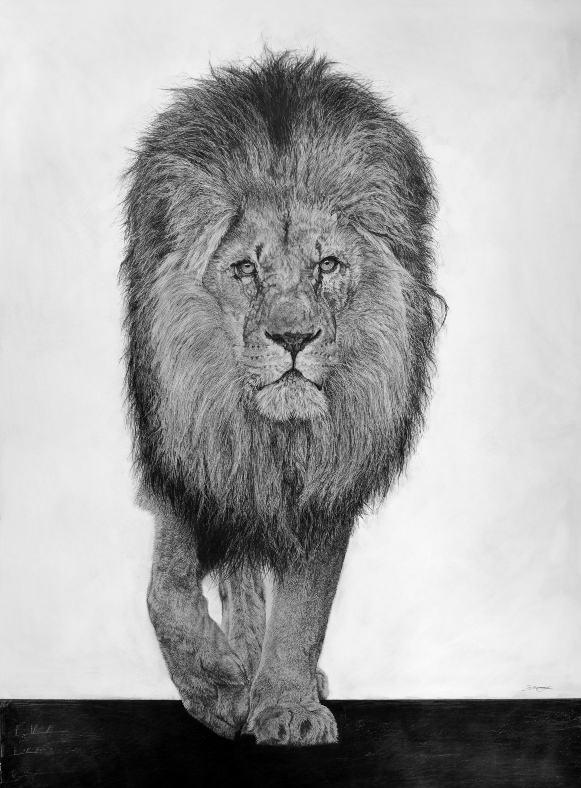 Panthera Leo by David Hunt