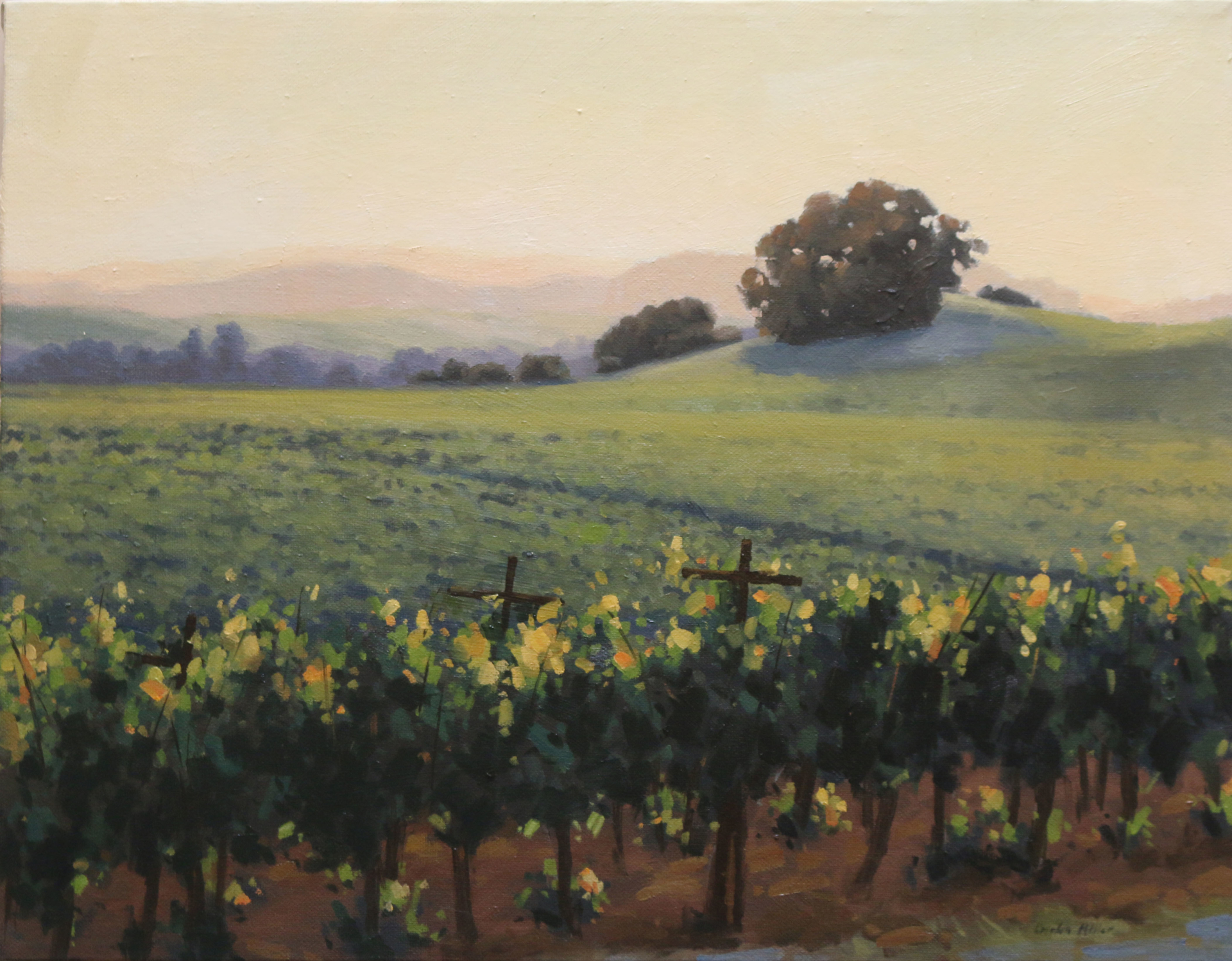 Evening Light in the Vineyard by Cristen Miller