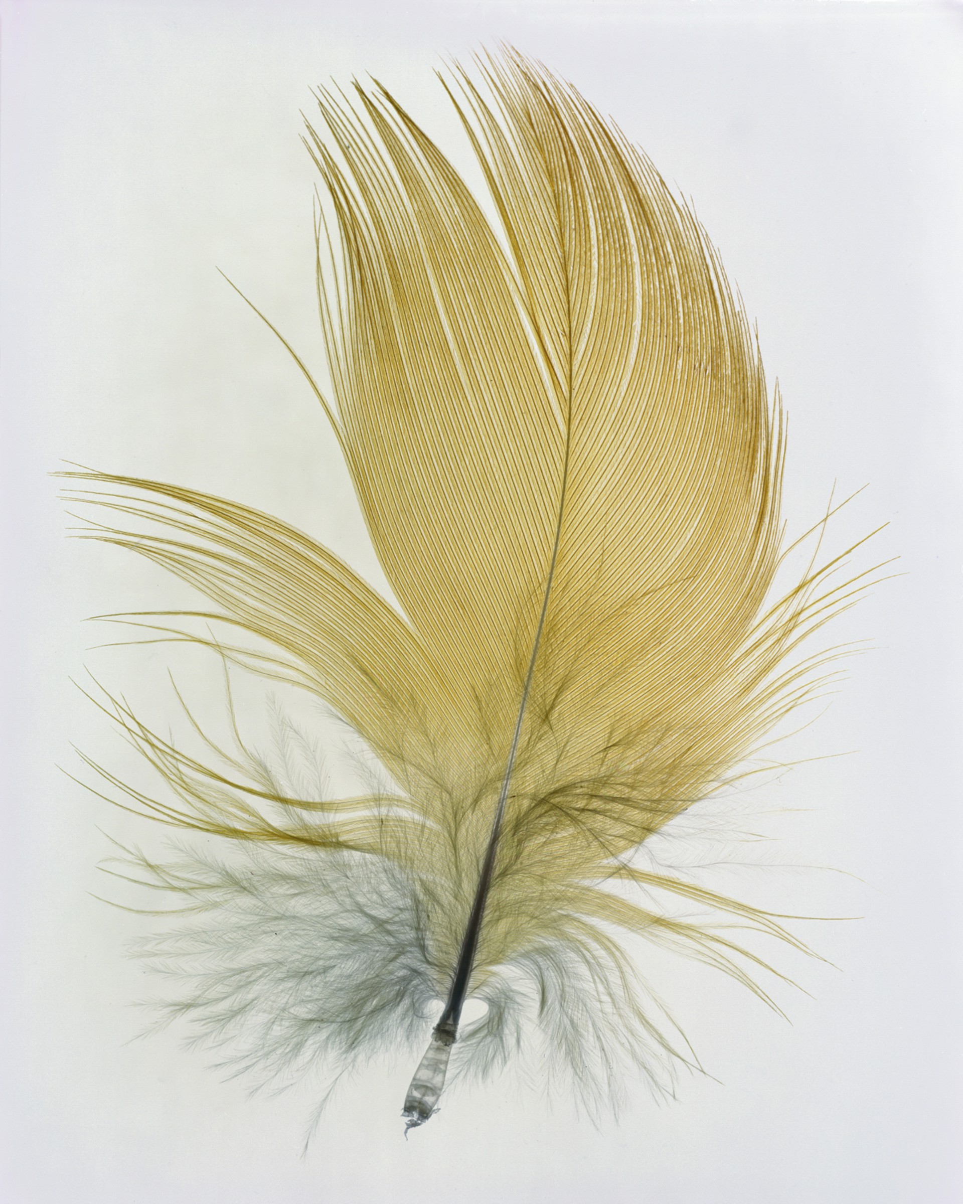 Feather Study #4 by Taylor Curry