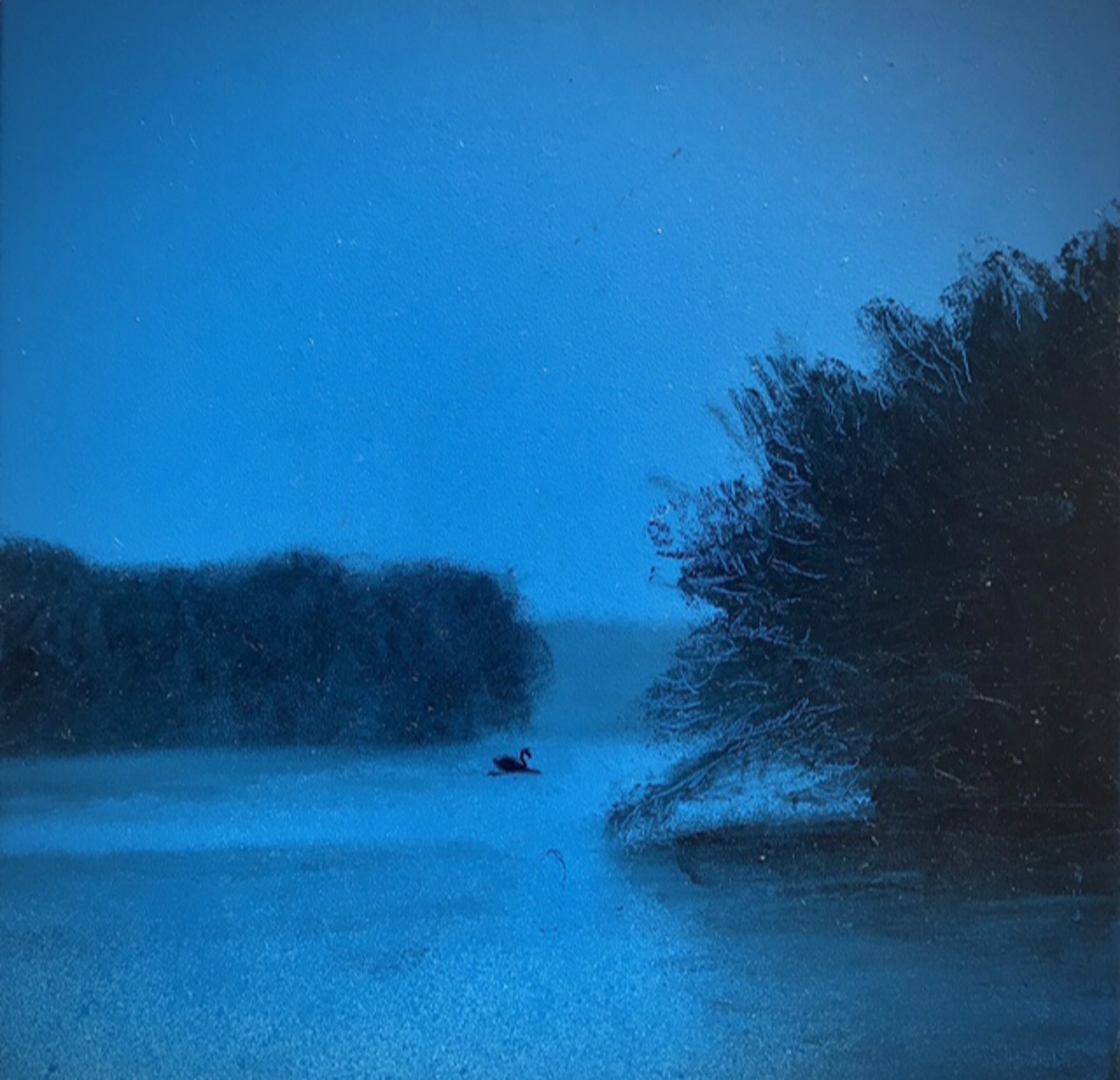 American Landscape (Blue Swan II) by Lauren Ewing