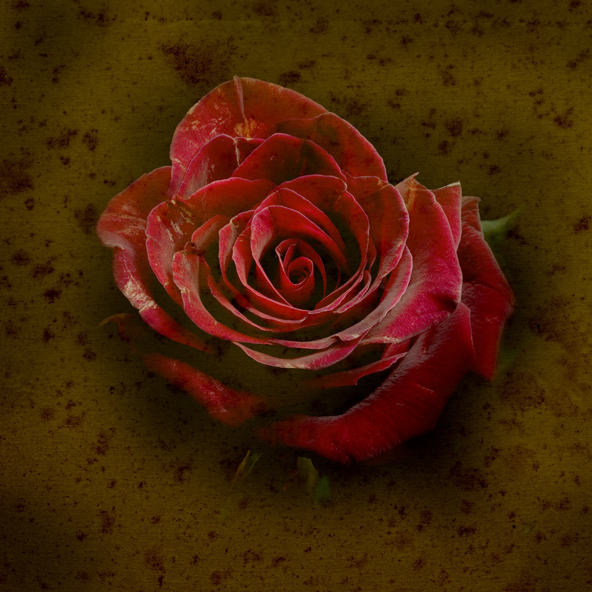 Rose #2   3/5 by Jack Spencer