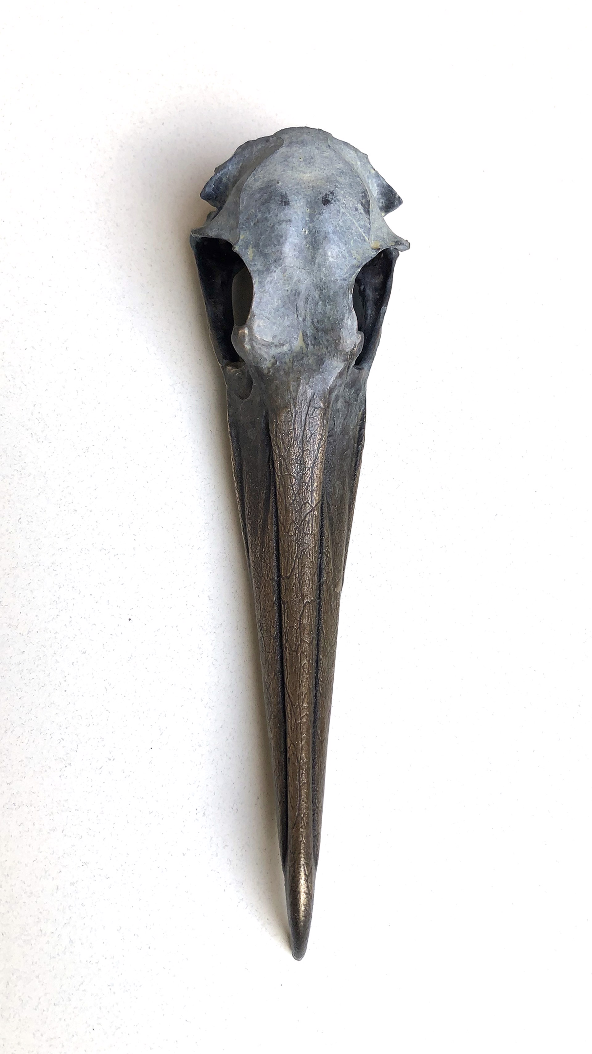 Magnificent Frigatebird Skull by Dan Chen