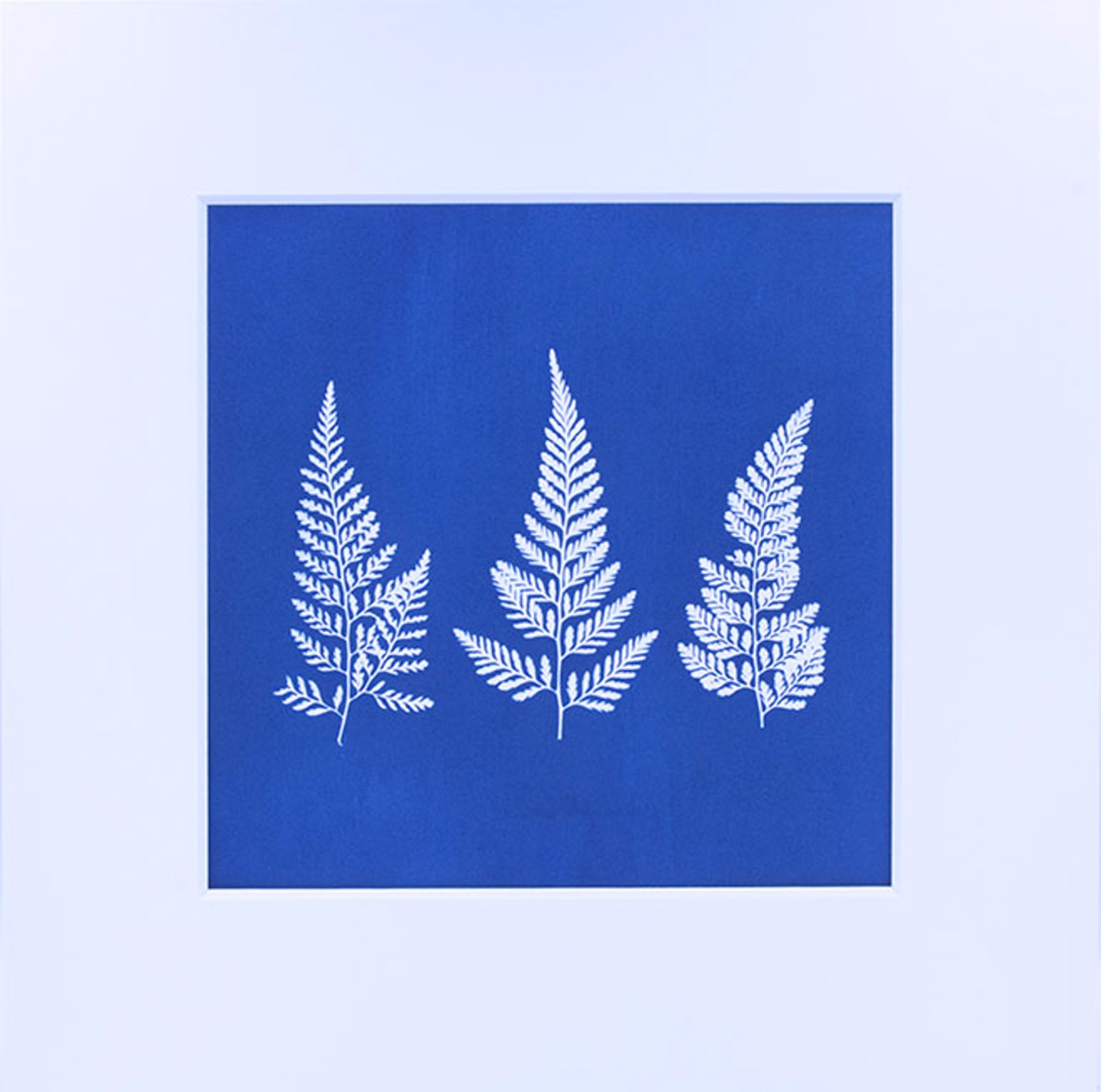 Three Ferns by Ashley Jones