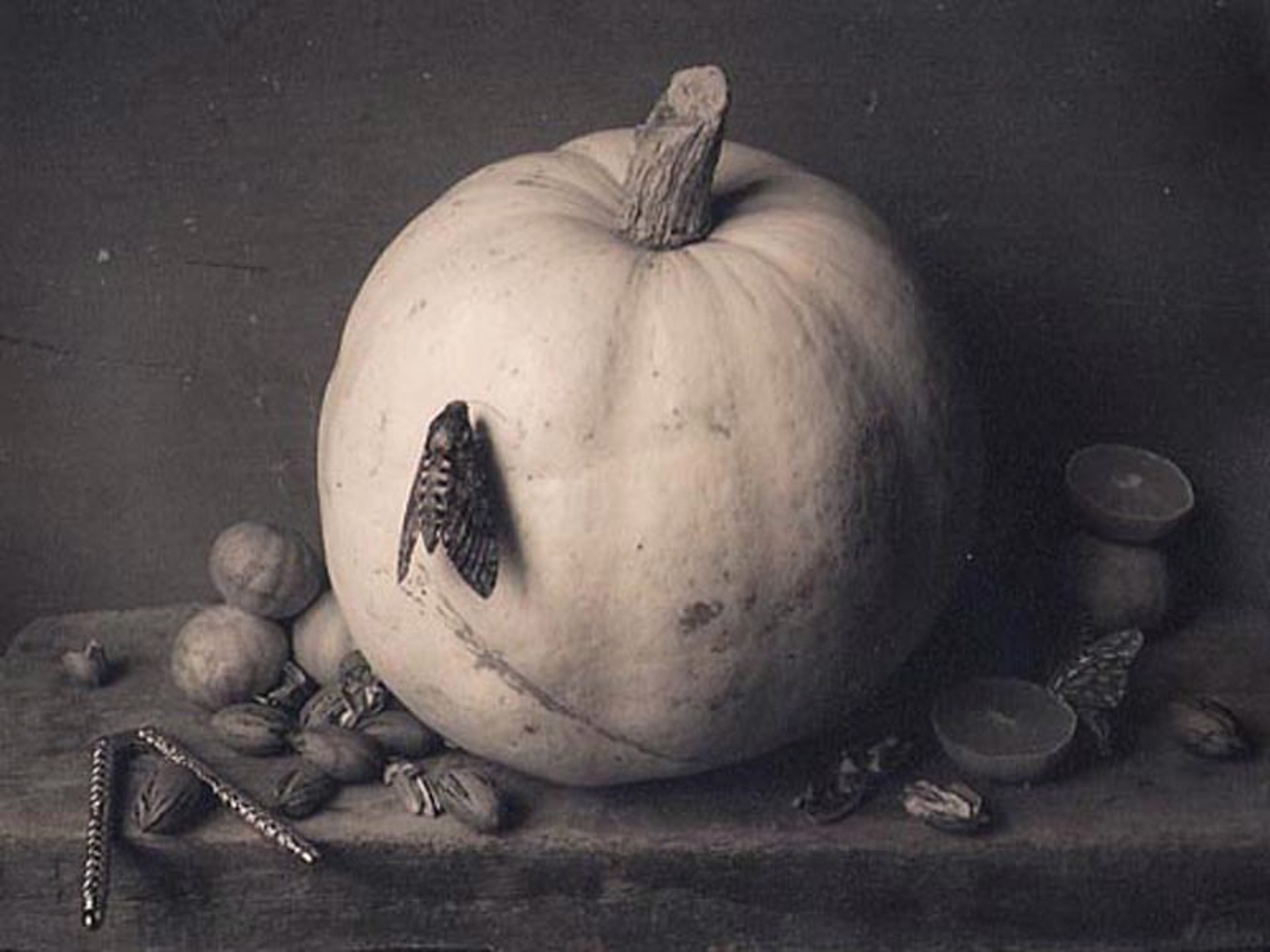 Pumpkin and Moth by David Halliday