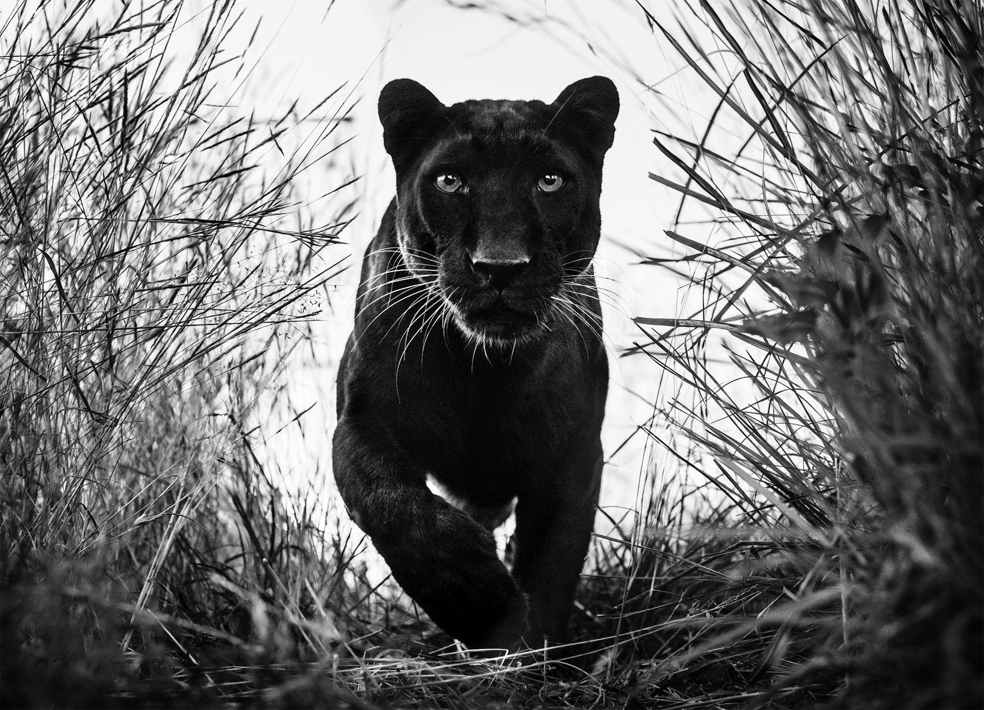 Black Panther by David Yarrow