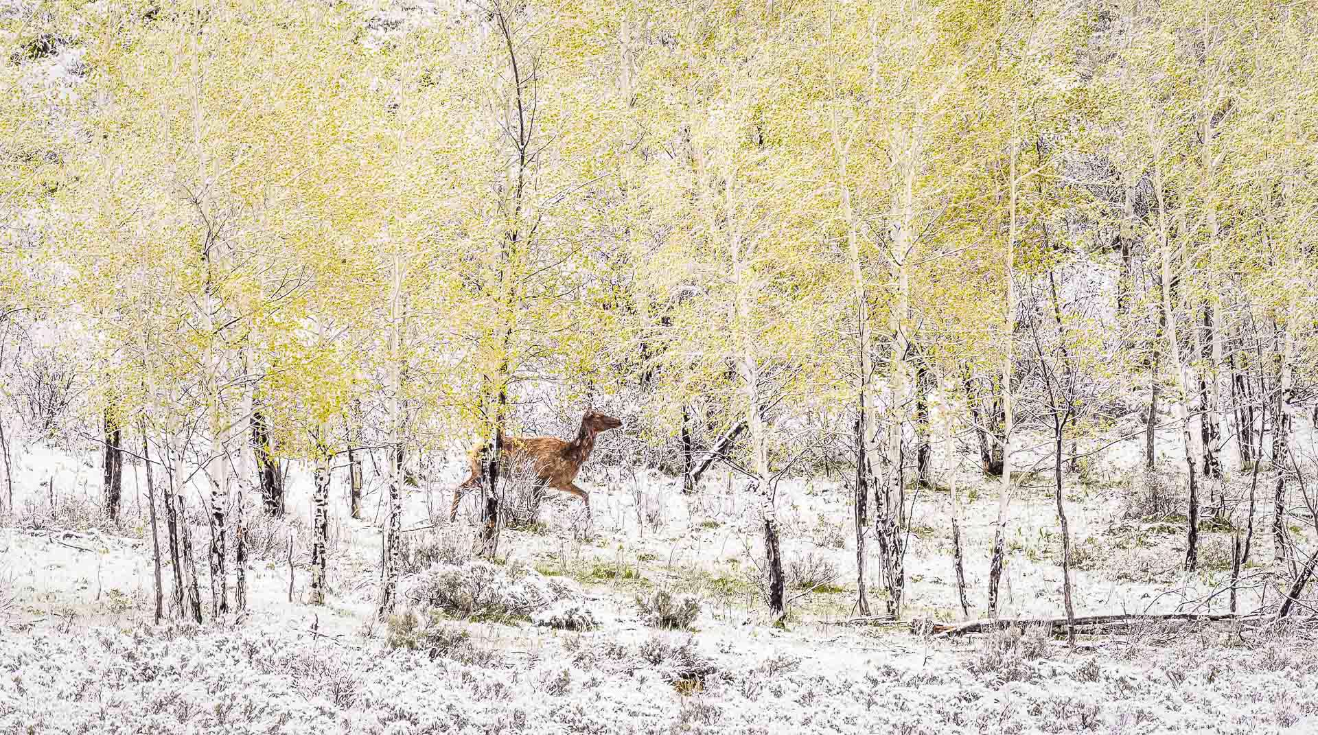 A Single Elk Walks In The Snow Contrasted Brightly Colored Spring Aspens, A Unique Photograph Captured By Dwight Vasel, Framed And Available At Gallery Wild