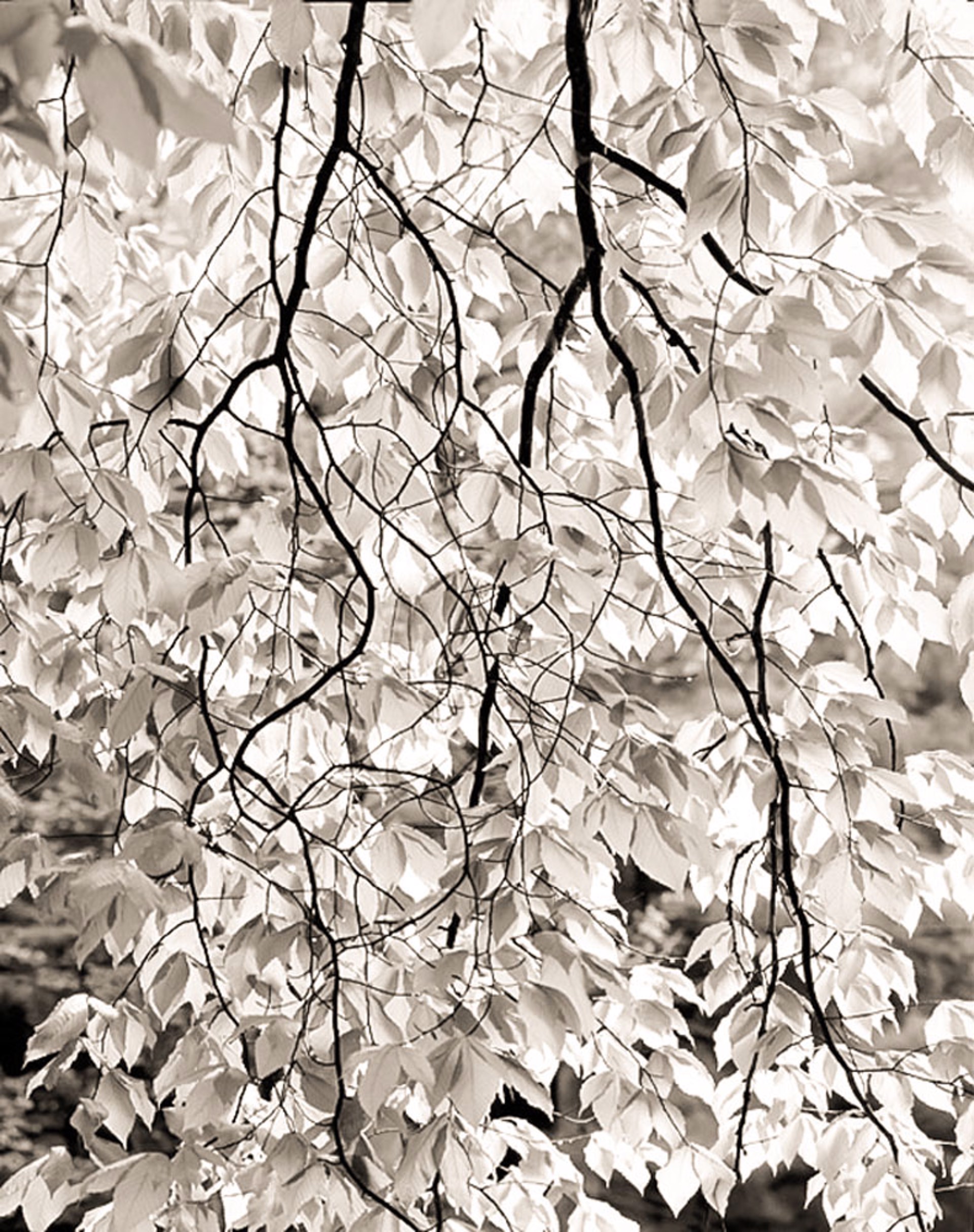 (#269) Cascade of Beech Leaves 5/34 by Frank Hunter