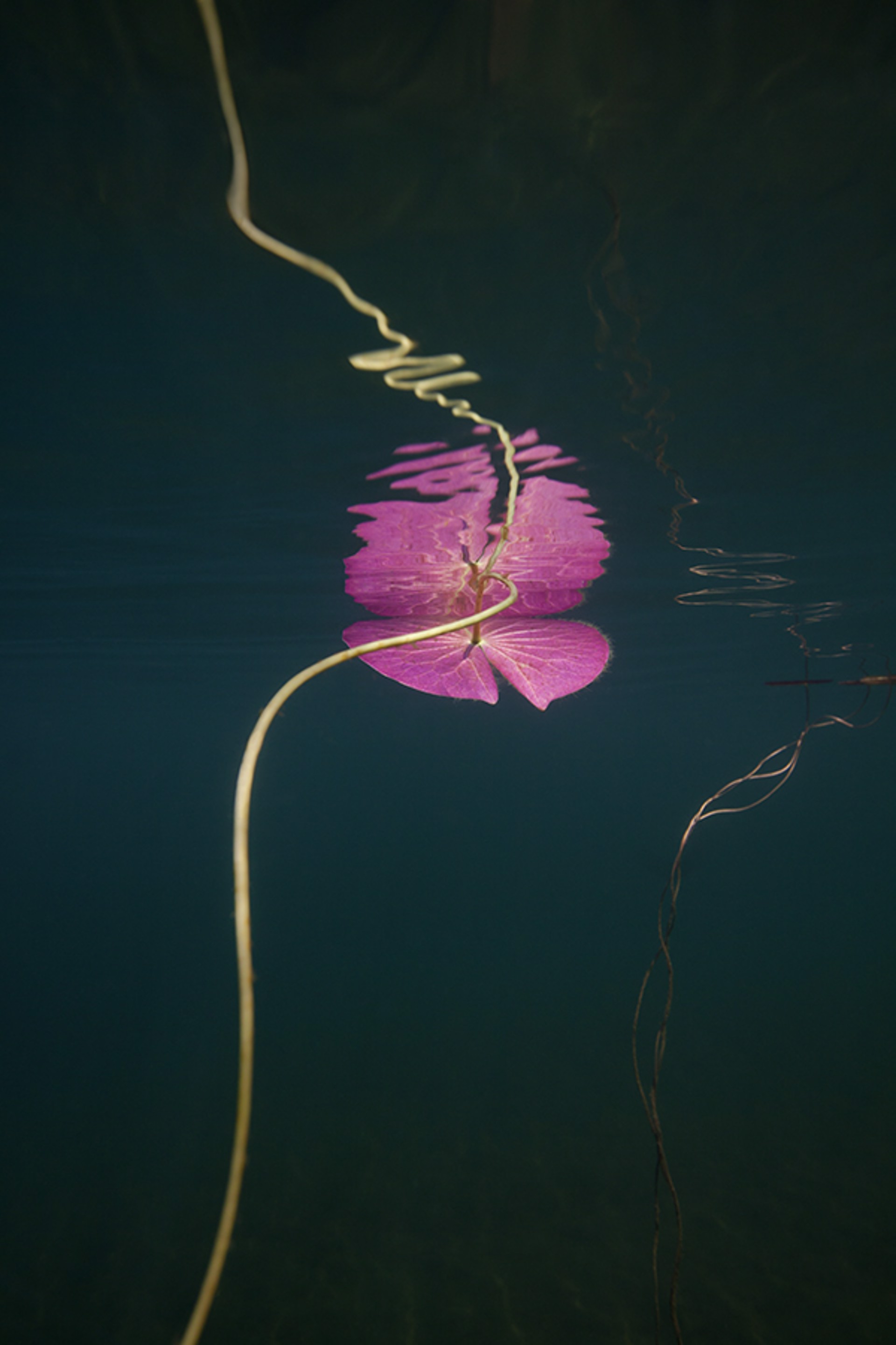 WATER LILY STUDY NO. 17 by WILLIAM SCULLY