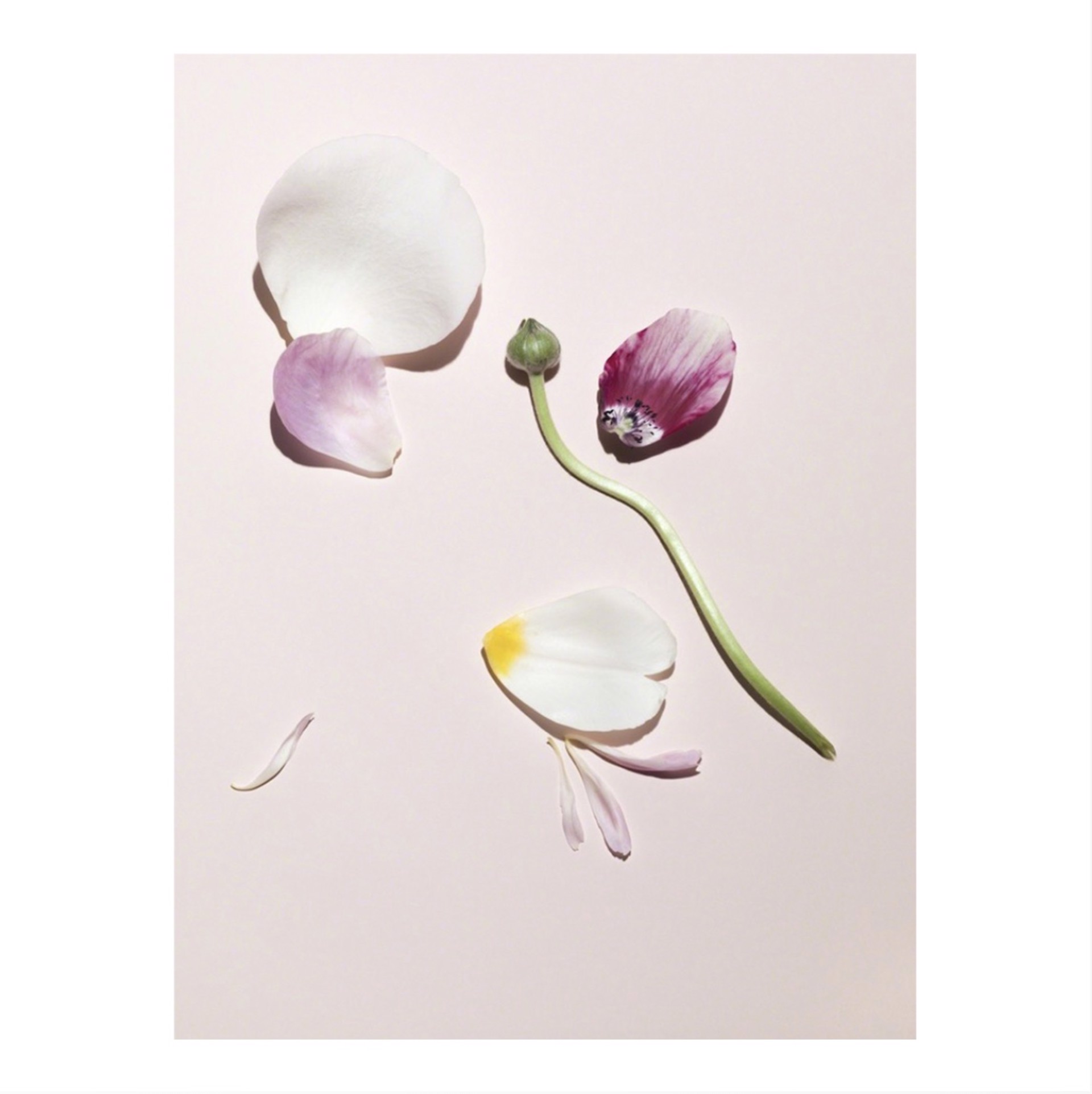 Flower #1 by Gabriella Imperatori-Penn