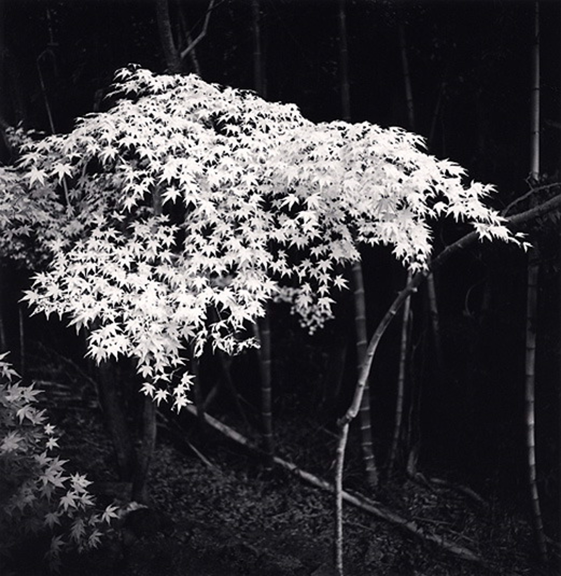 Maple Tree in Autumn, Kyoto, Honshu, Japan (edition of 45) by Michael Kenna