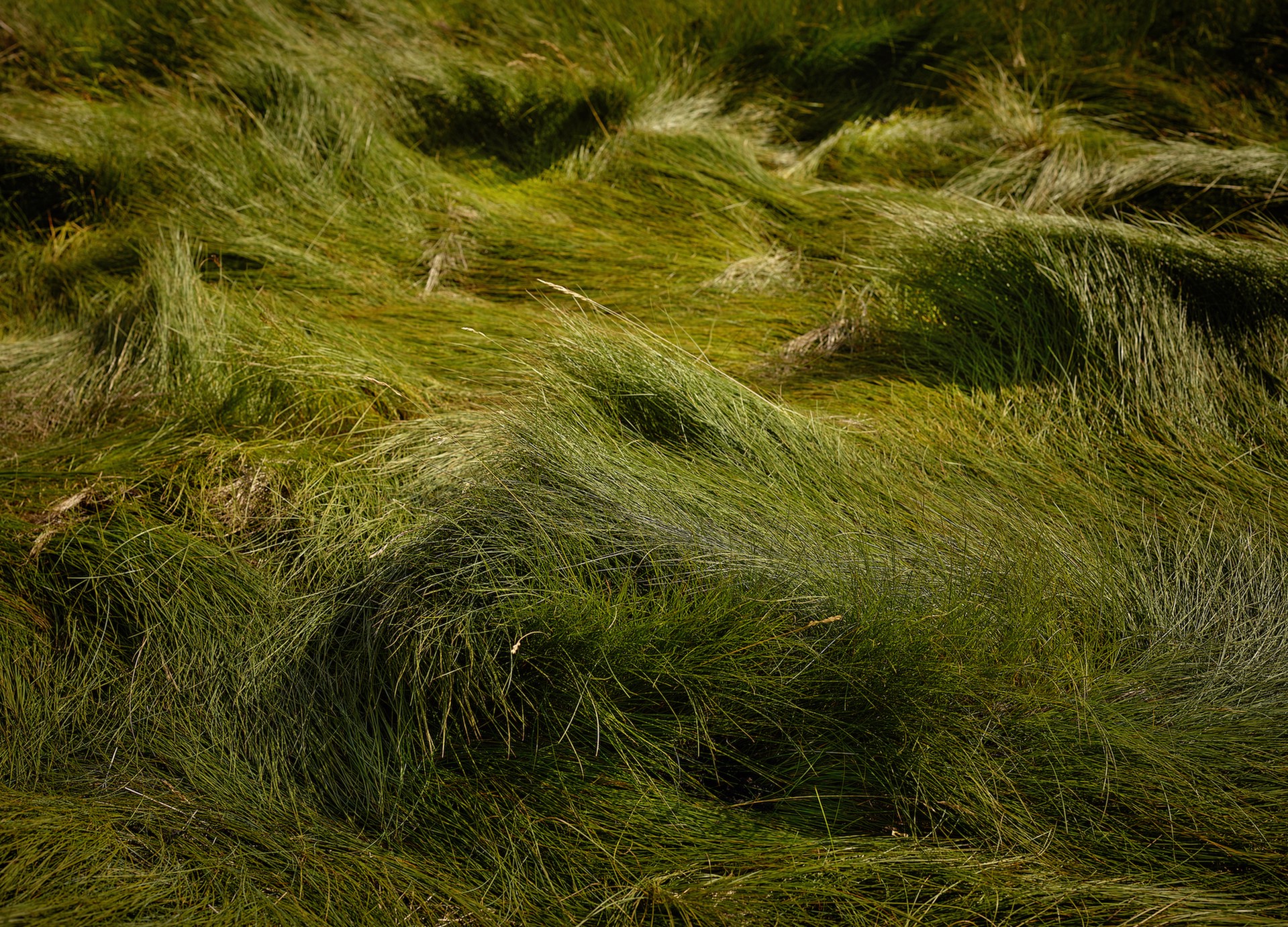 Sheep Bed, Lofoten Islands, Norway by R. J. Kern