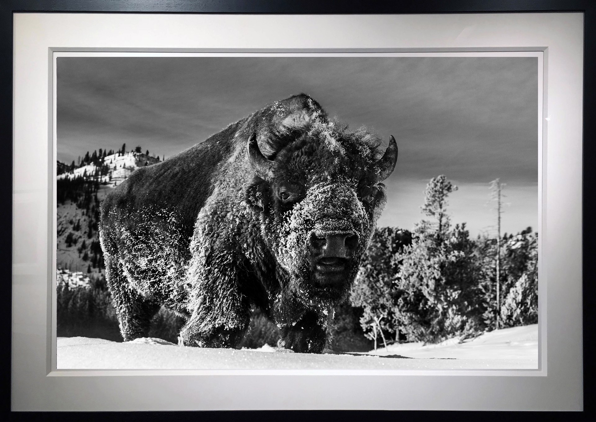 The Beast of Yellowstone by David Yarrow