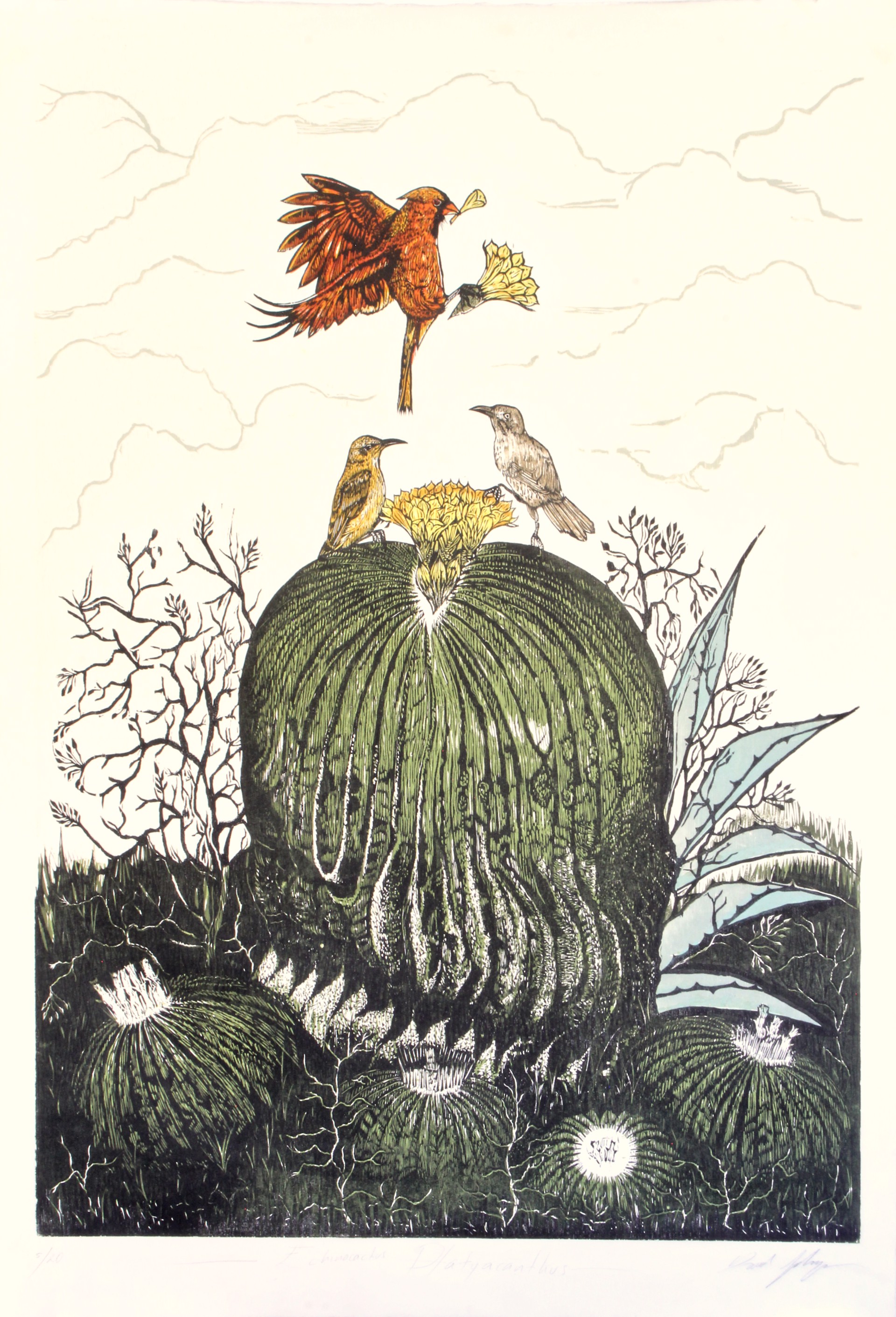 Echinocactus (Second Edition) by Daniel Salazar