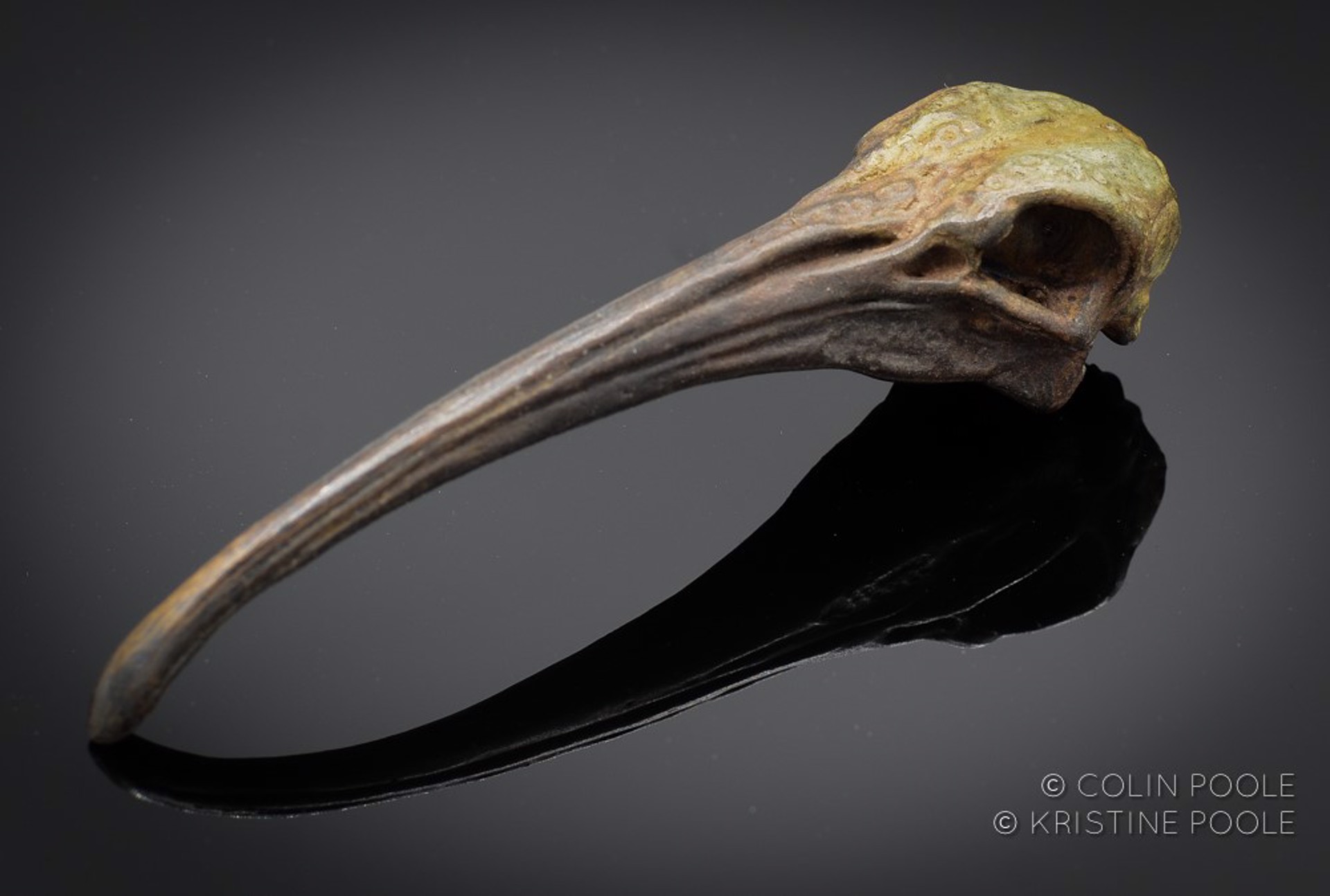 Ibis Talisman Skull 5 by Colin & Kristine Poole