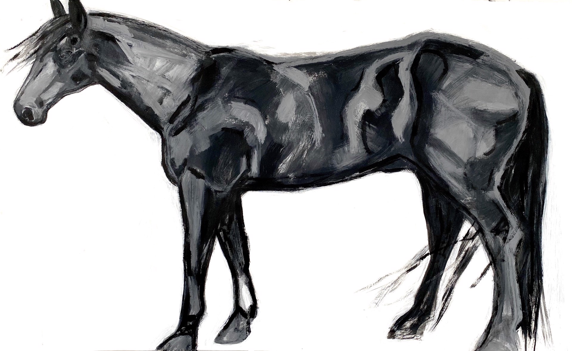 Black Horse Study by Melissa Auberty