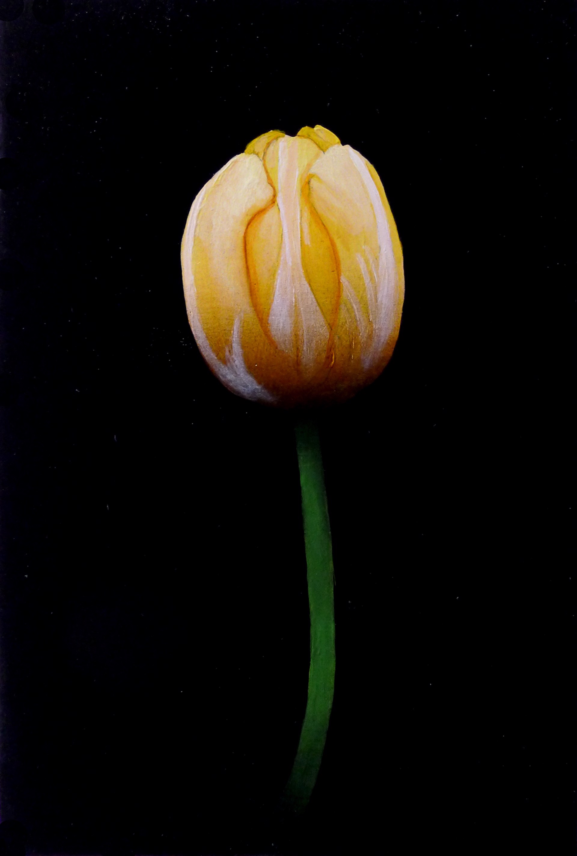 Yellow Tulip by Michael Gregory