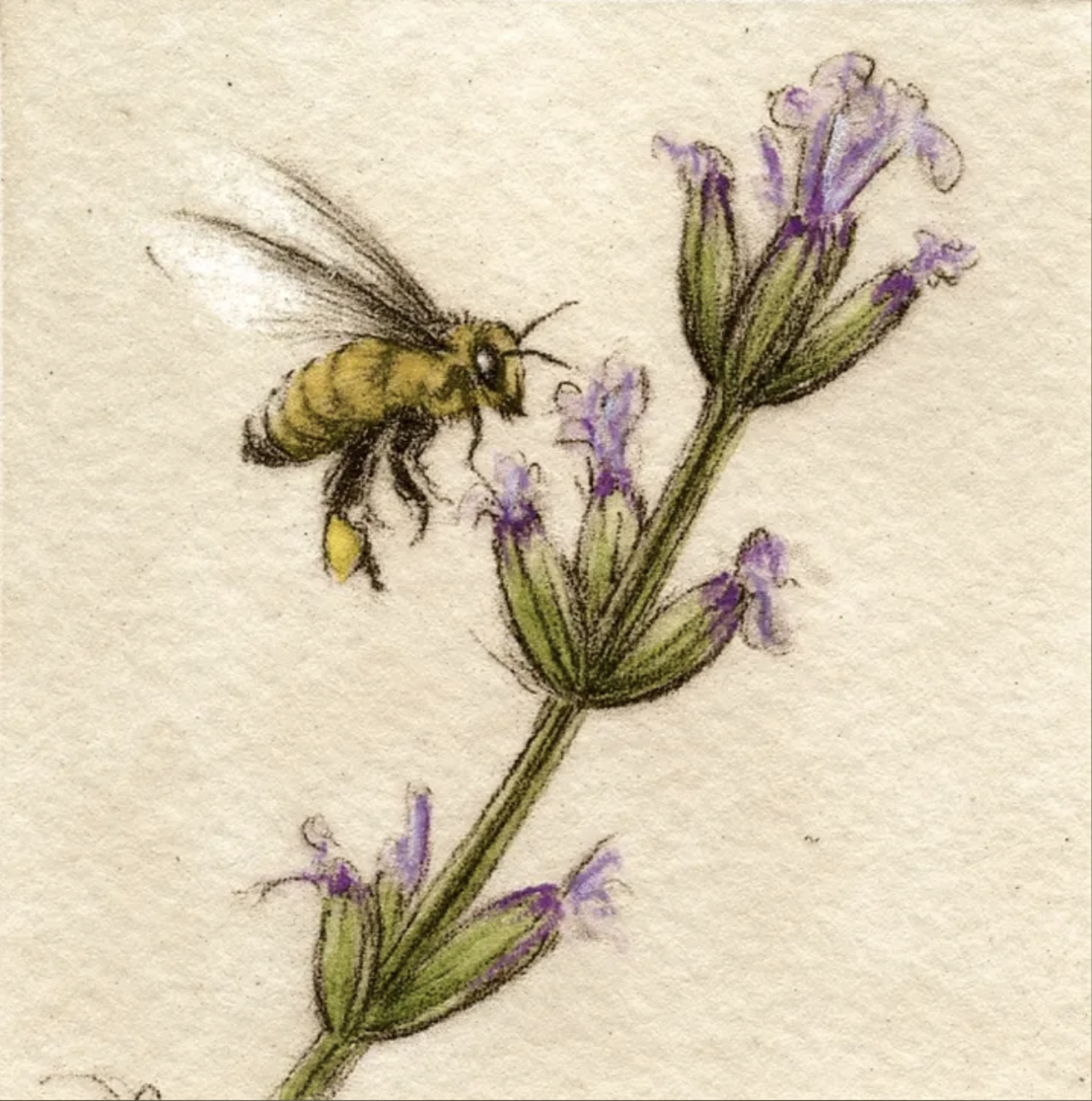 Honey Bee - framed, #71/100 by Melanie Fain