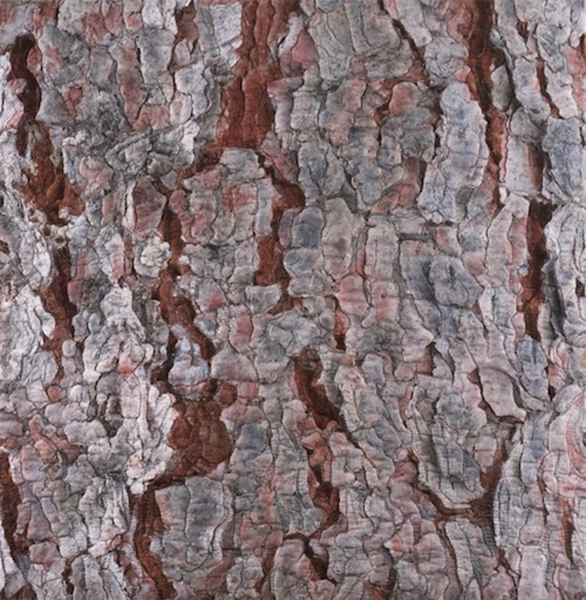 Blue Spruce Bark 1 by Martha Cole