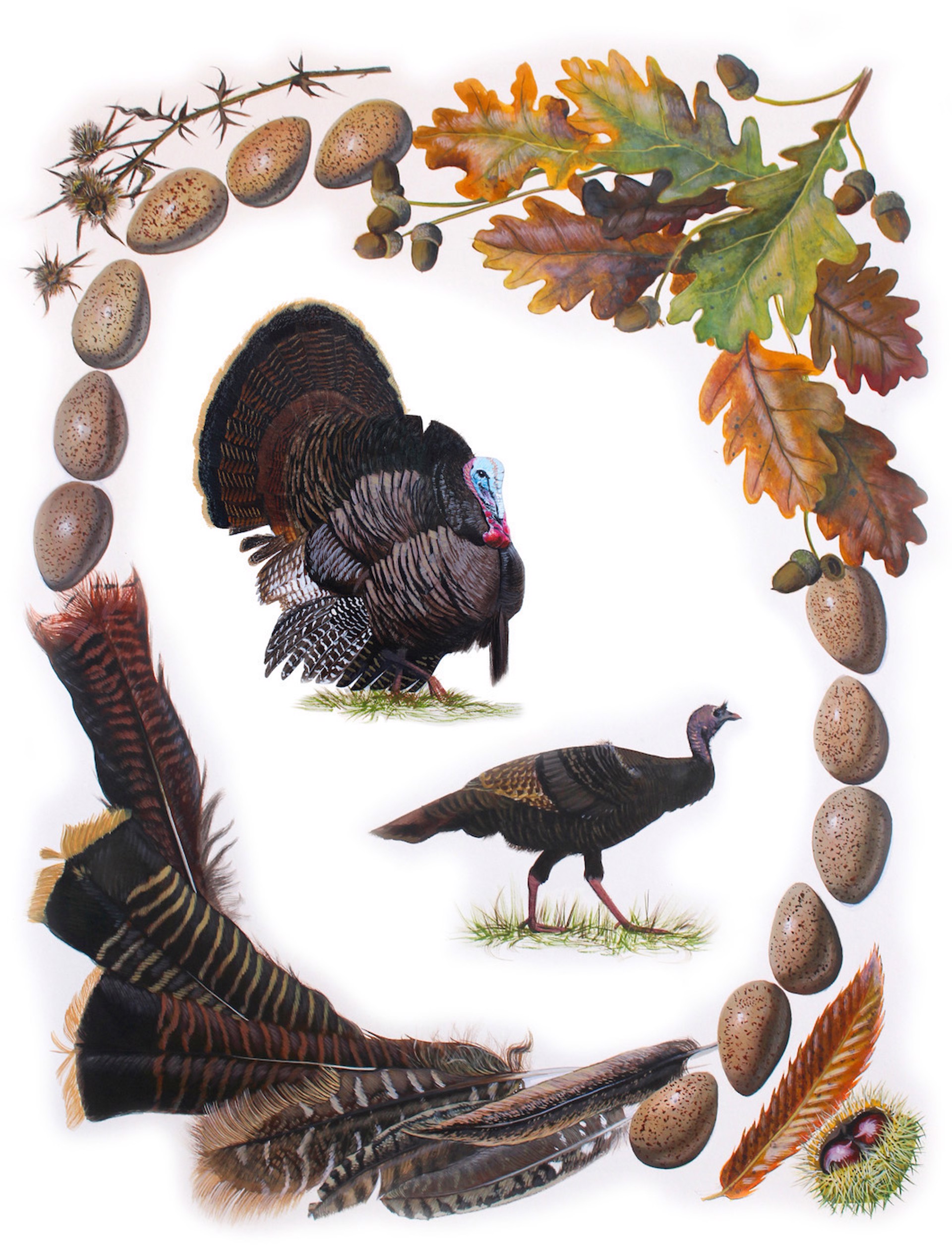 Birds of Shakespeare: Wild Turkey (Meleagris gallopavo) by Missy Dunaway