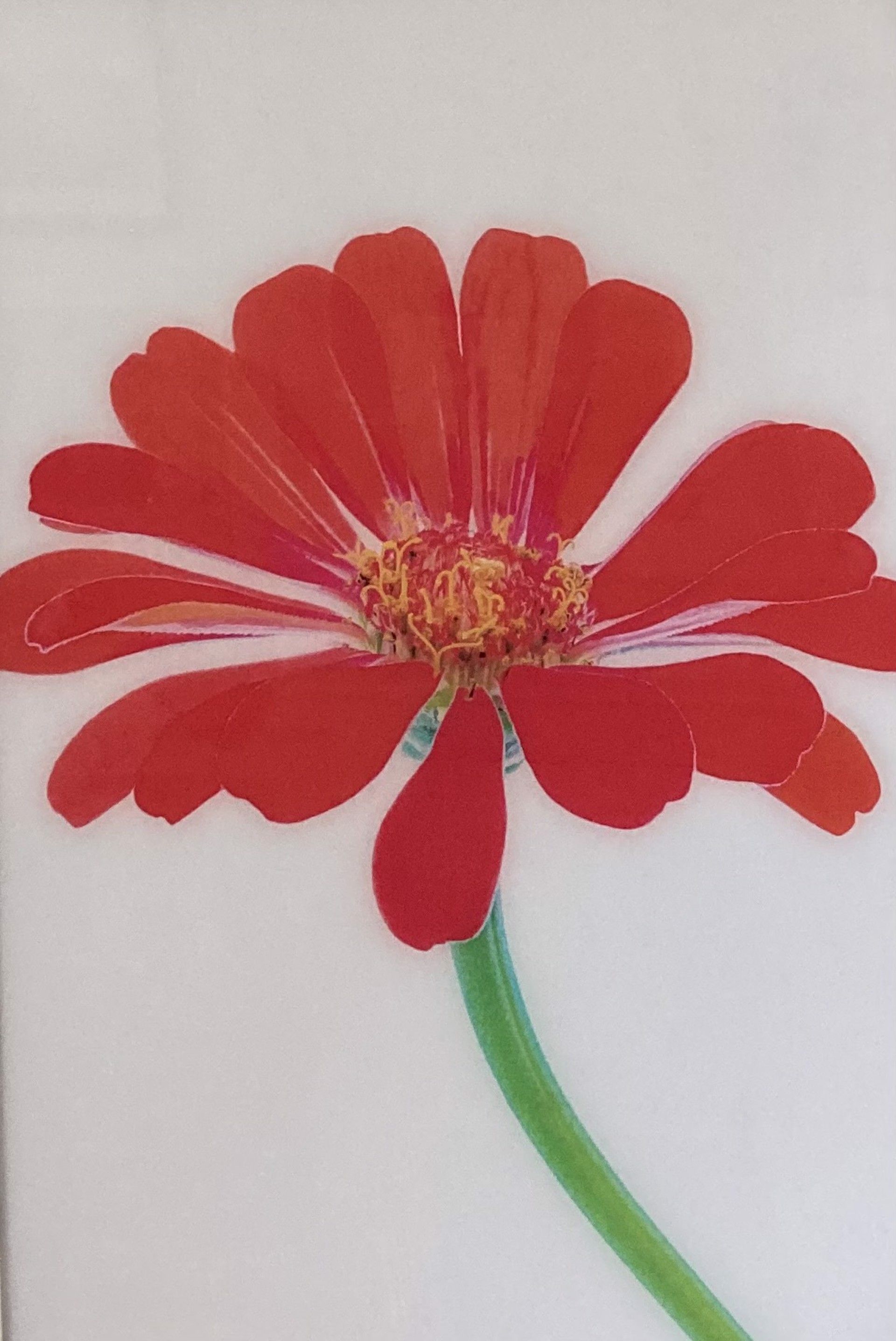 Acrylic Coral Zinnia  by Cathy Manning