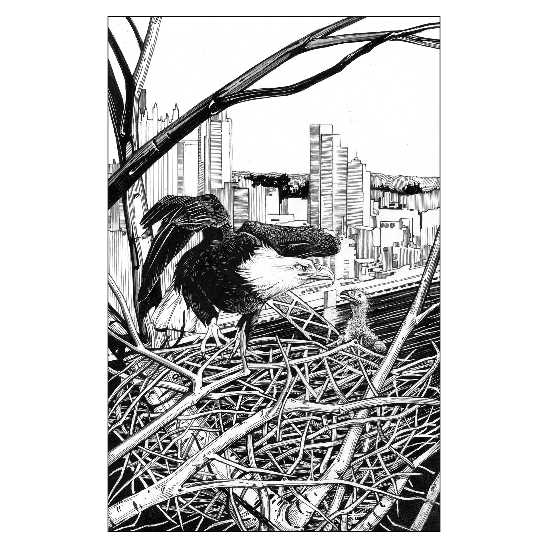 Bald Eagle Nesting in Pittsburgh by Jane Kim