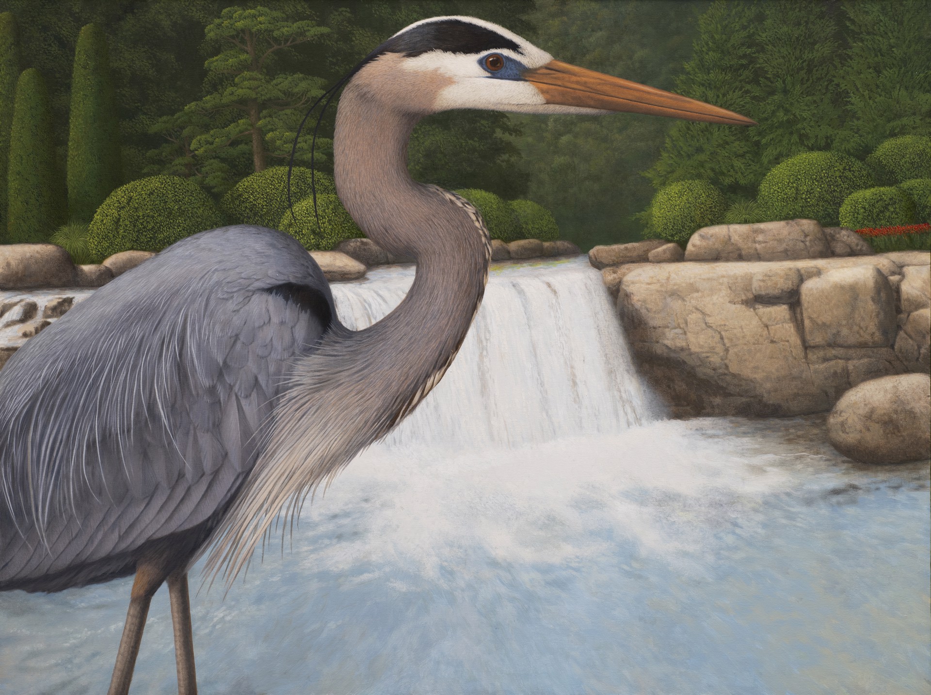 Great Blue Heron by Tom Palmore