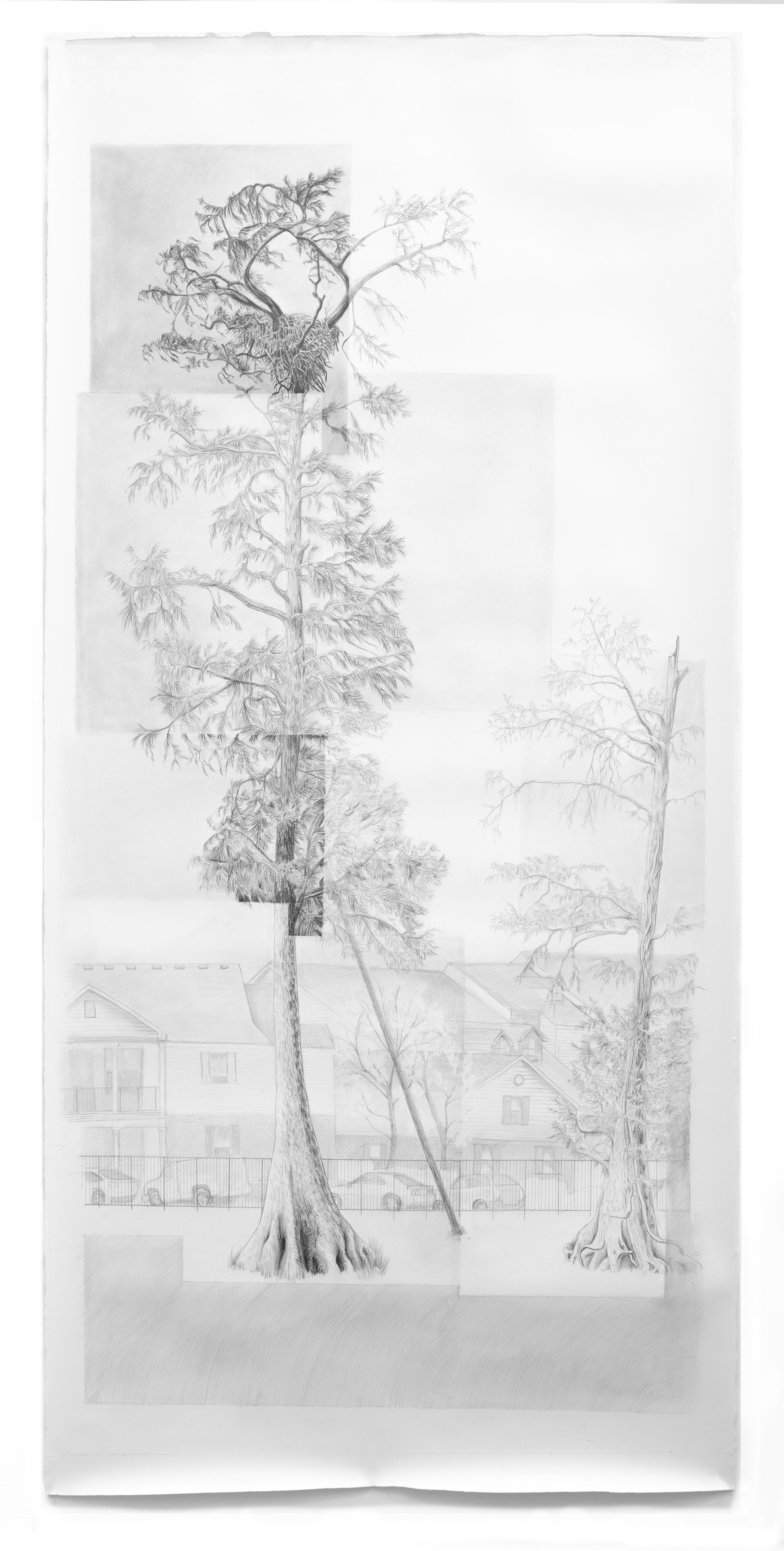 Chalmette Apartment Bald Eagle Nest by Pippin Frisbie-Calder