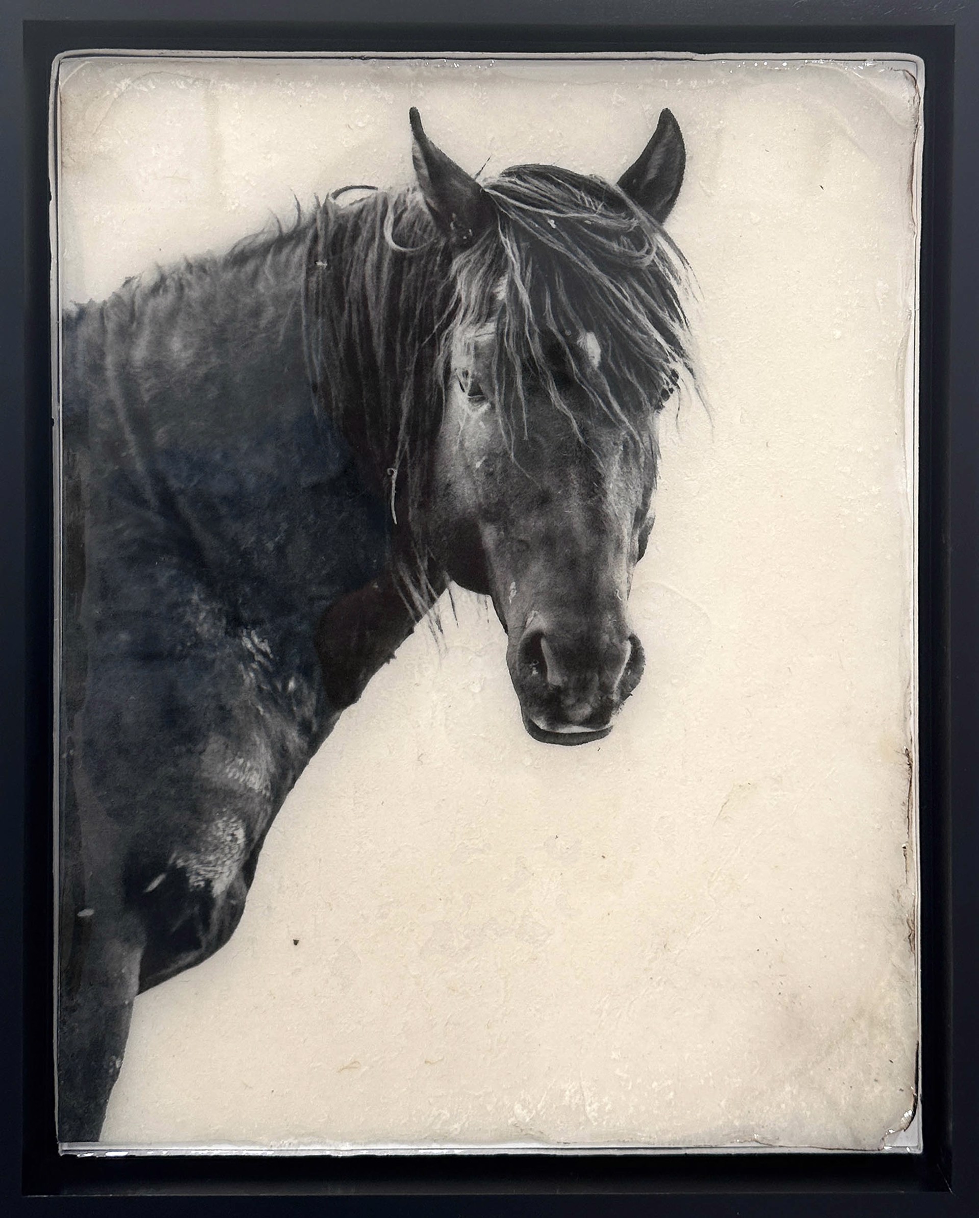 Original Black And White Photo Of Horse By Jason Williams With Resin Finish