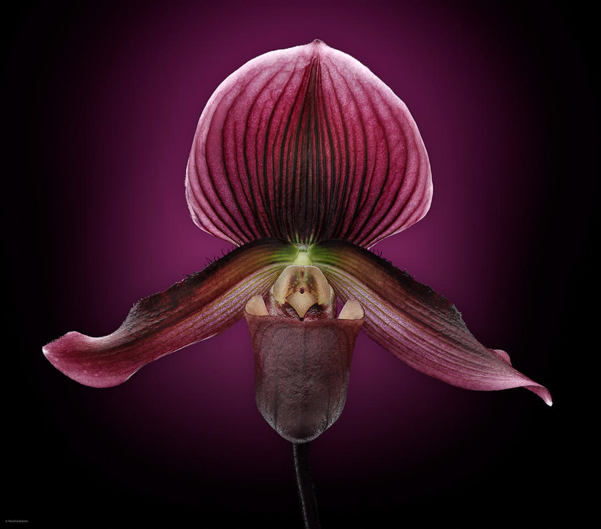 Orchid Study I by Parish Kohanim, Luminescence