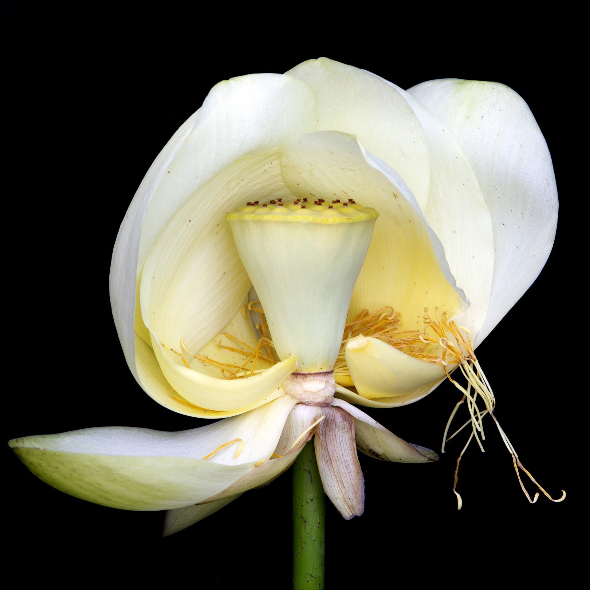 American lotus (Nelumbo lutea) 3692 by Molly Wood