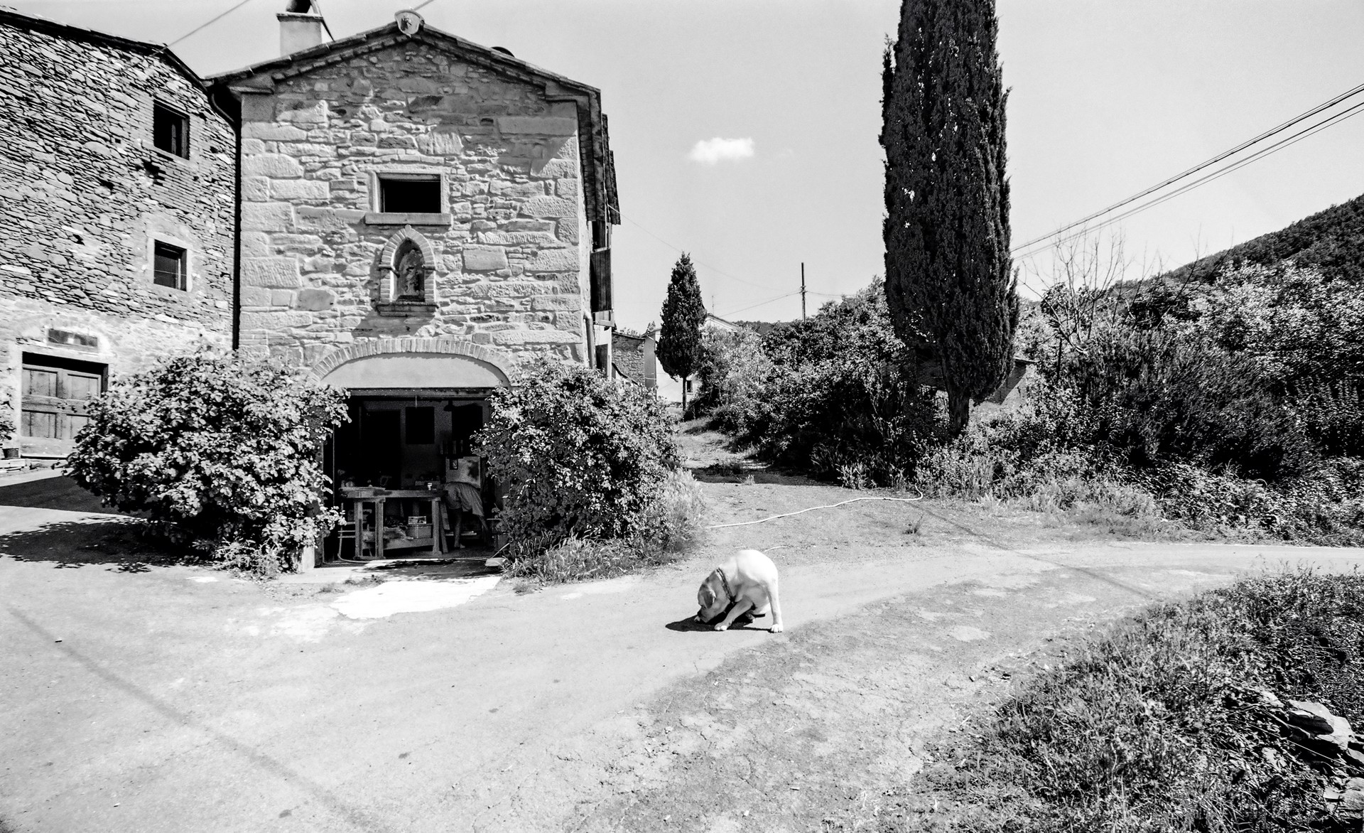Trip With Giuseppe Alpini, Farmhouse With Dog, Castiglion Fiorentino, Italy by Lawrence McFarland