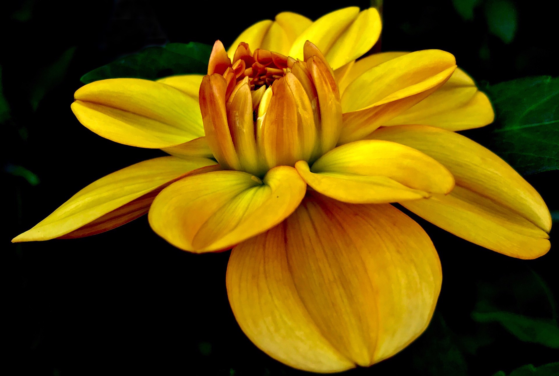 Deep Yellow Dahlia (Dahlia Hortensis) by Amy Kaslow