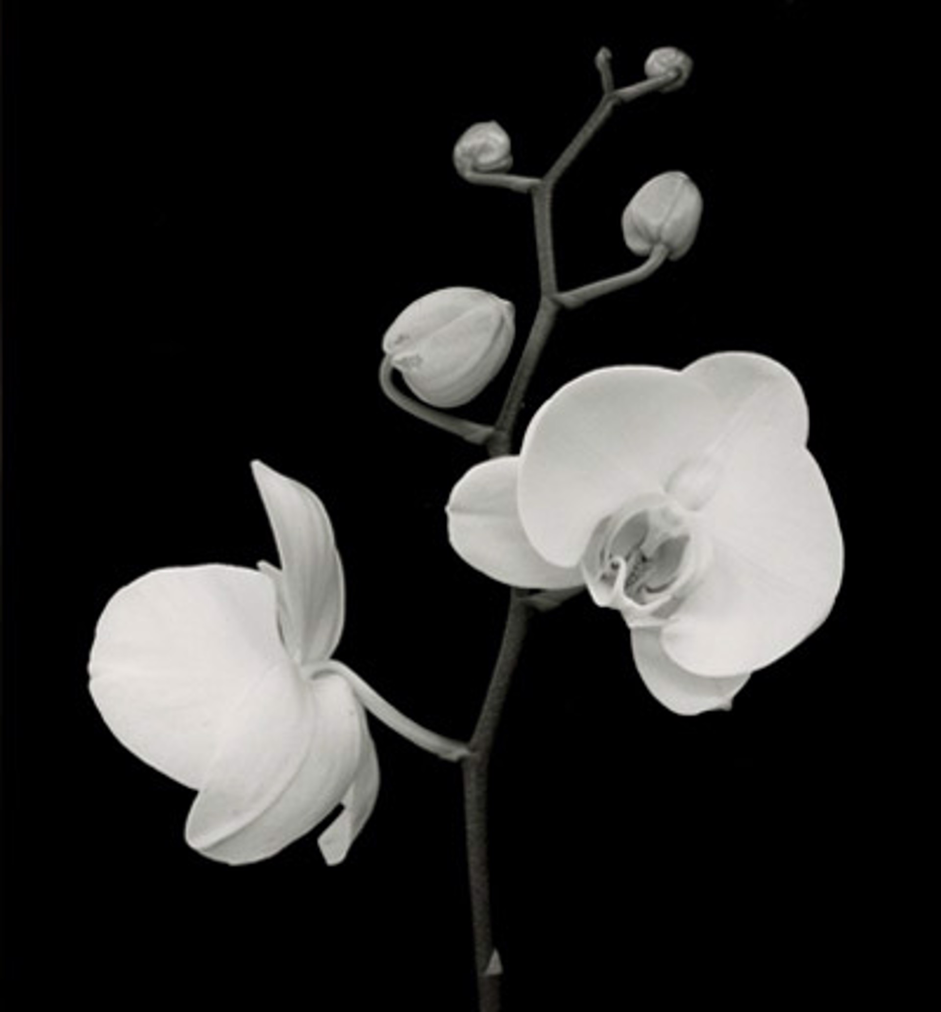 Two Orchids Five Buds by MaryAnn Bushweller