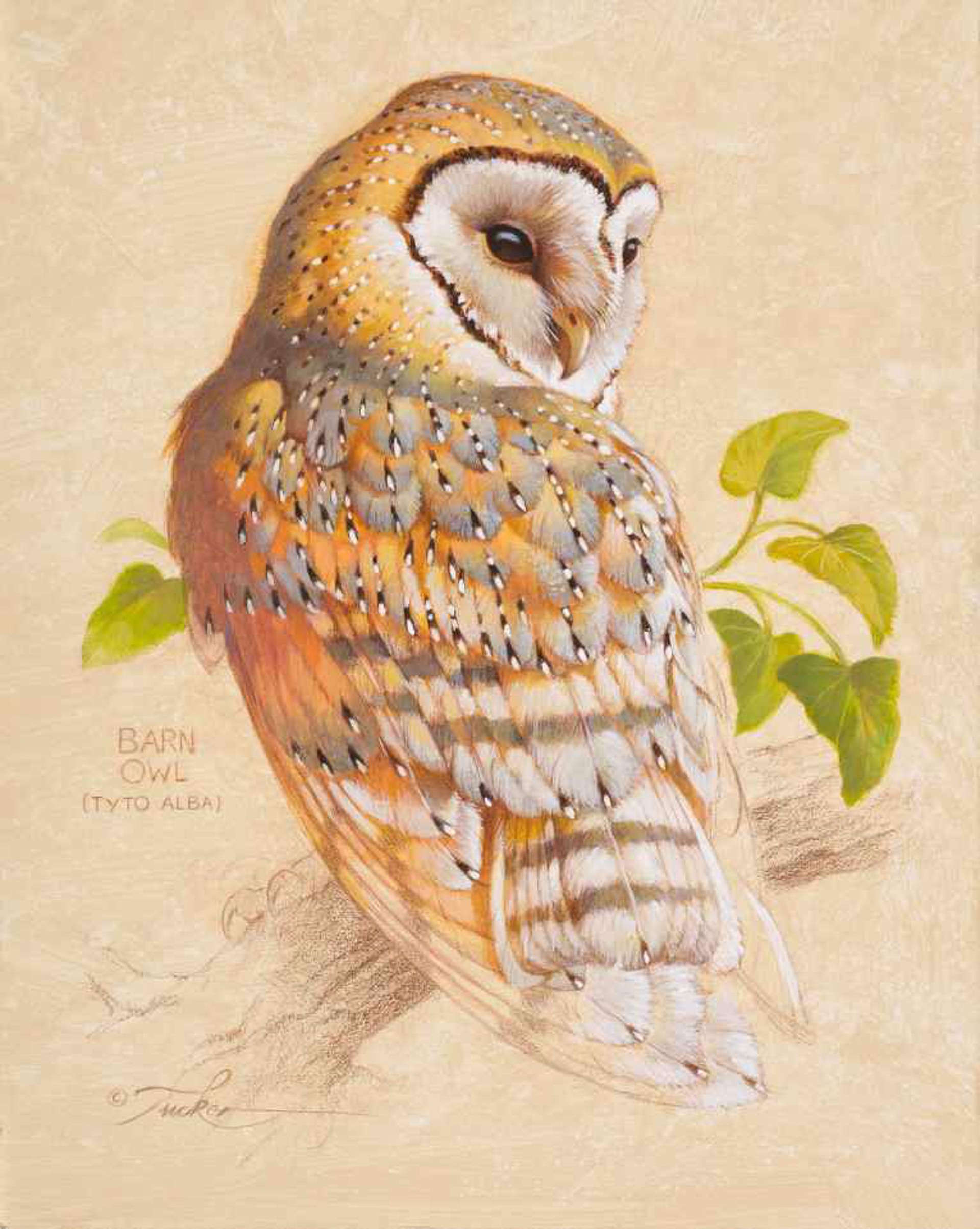 Barn Owl by Ezra Tucker