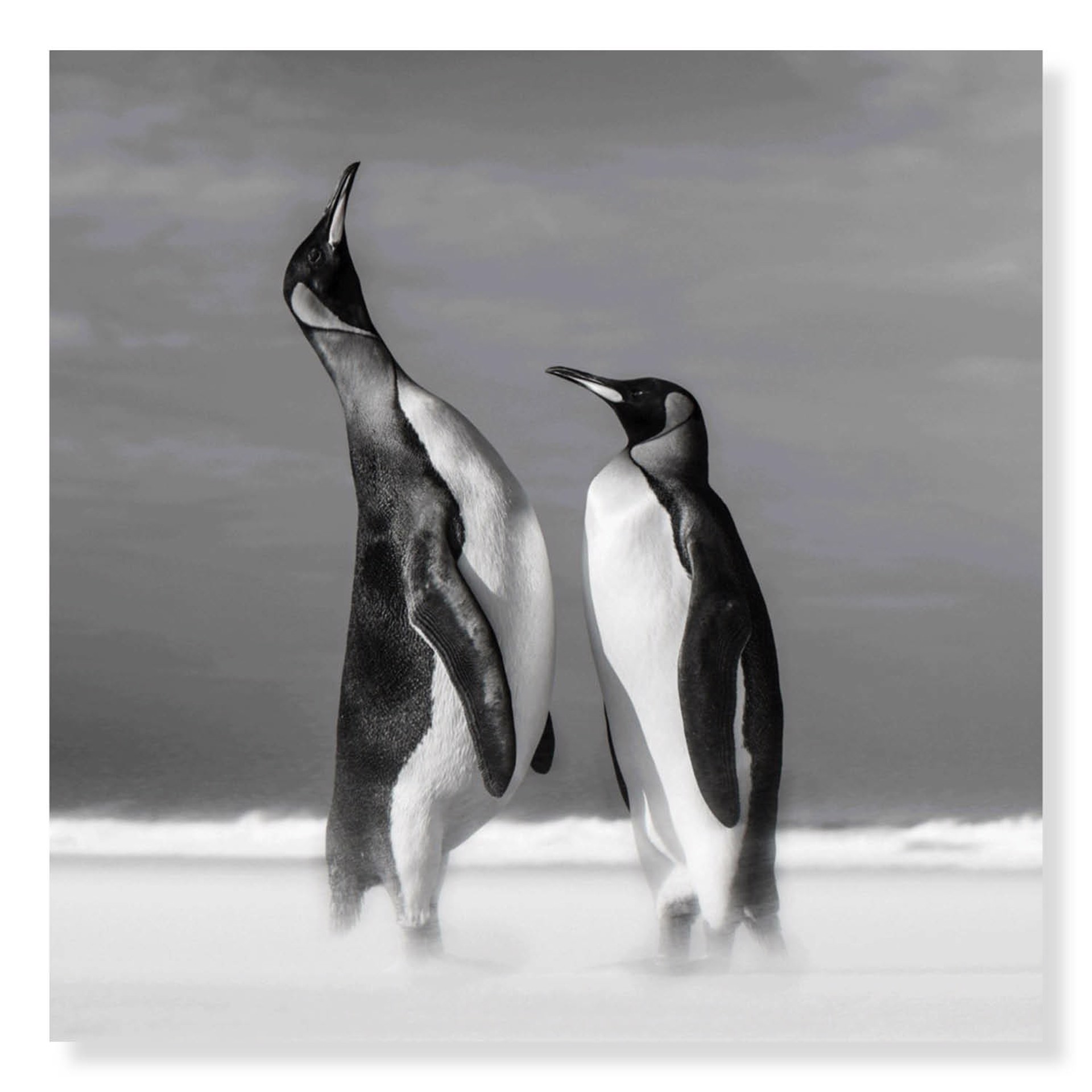 All You Need Is Love by David Yarrow