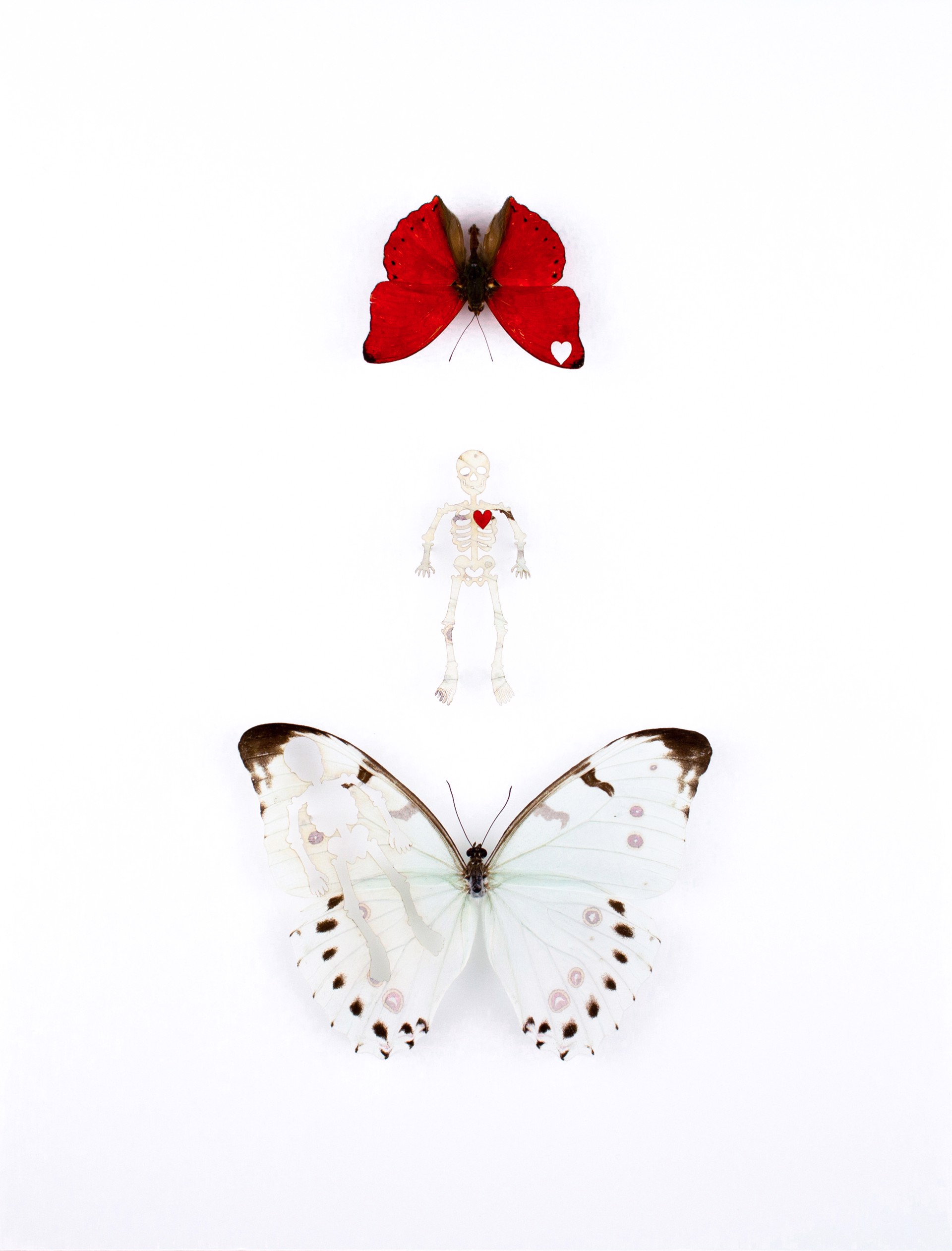 Sphenoid by Fiona Parkinson