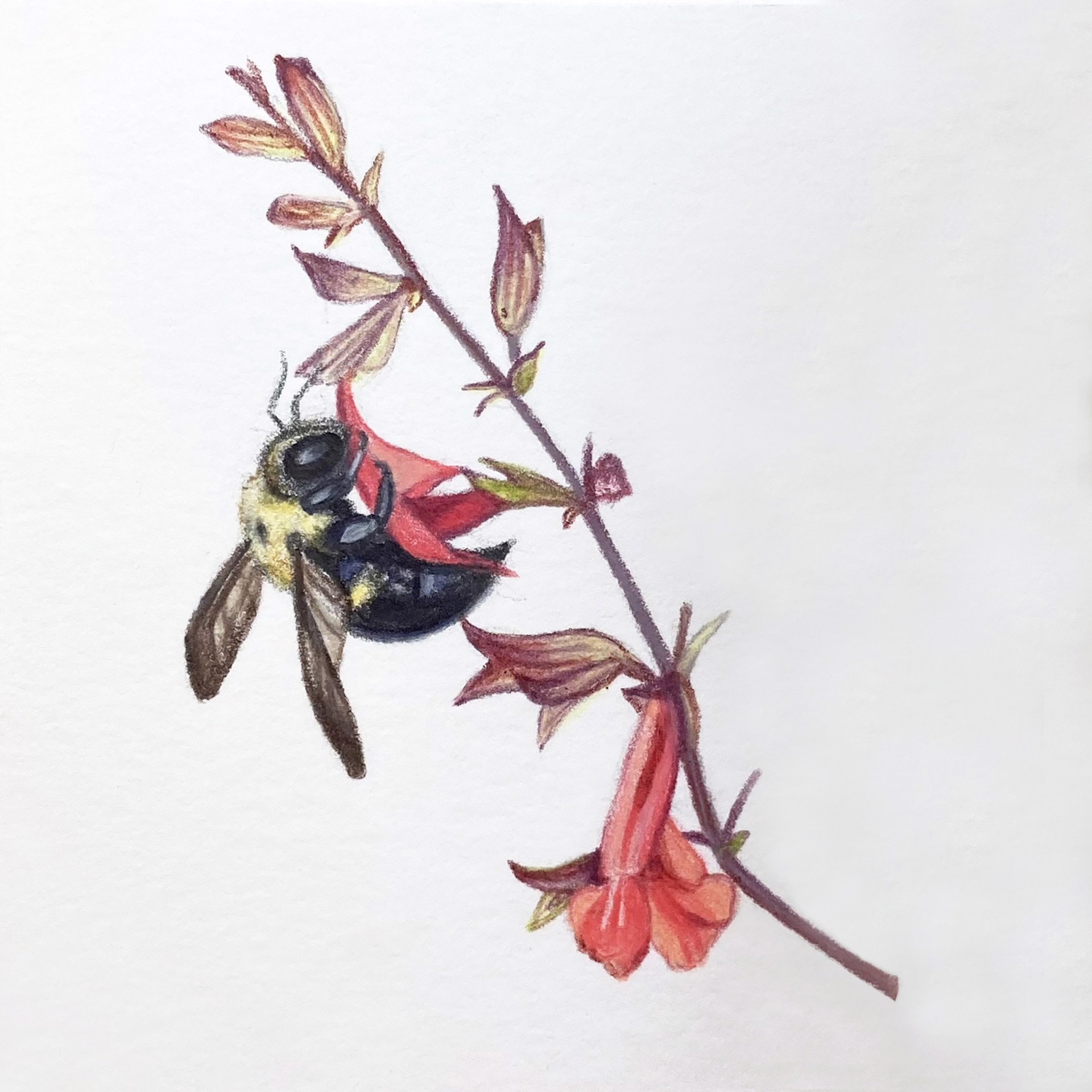 Bumblebee by Hannah Hanlon