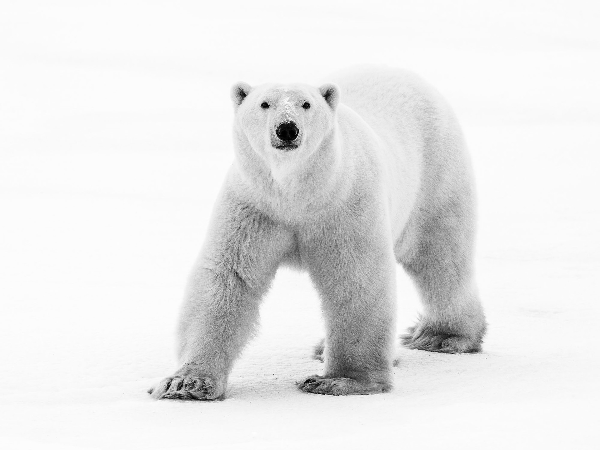 Fine Art Wildlife Photography on Acid Free Cotton Paper Of A Polar Bear At Eye Level, By Jason Williams, Framed With Museum Quality Glass, Available At Gallery Wild  