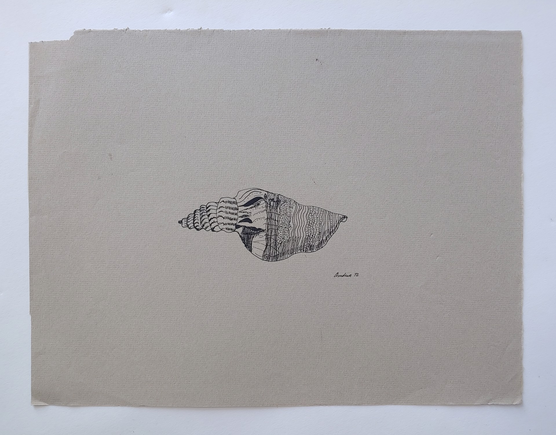 Shell #2 - Drawing by David Amdur