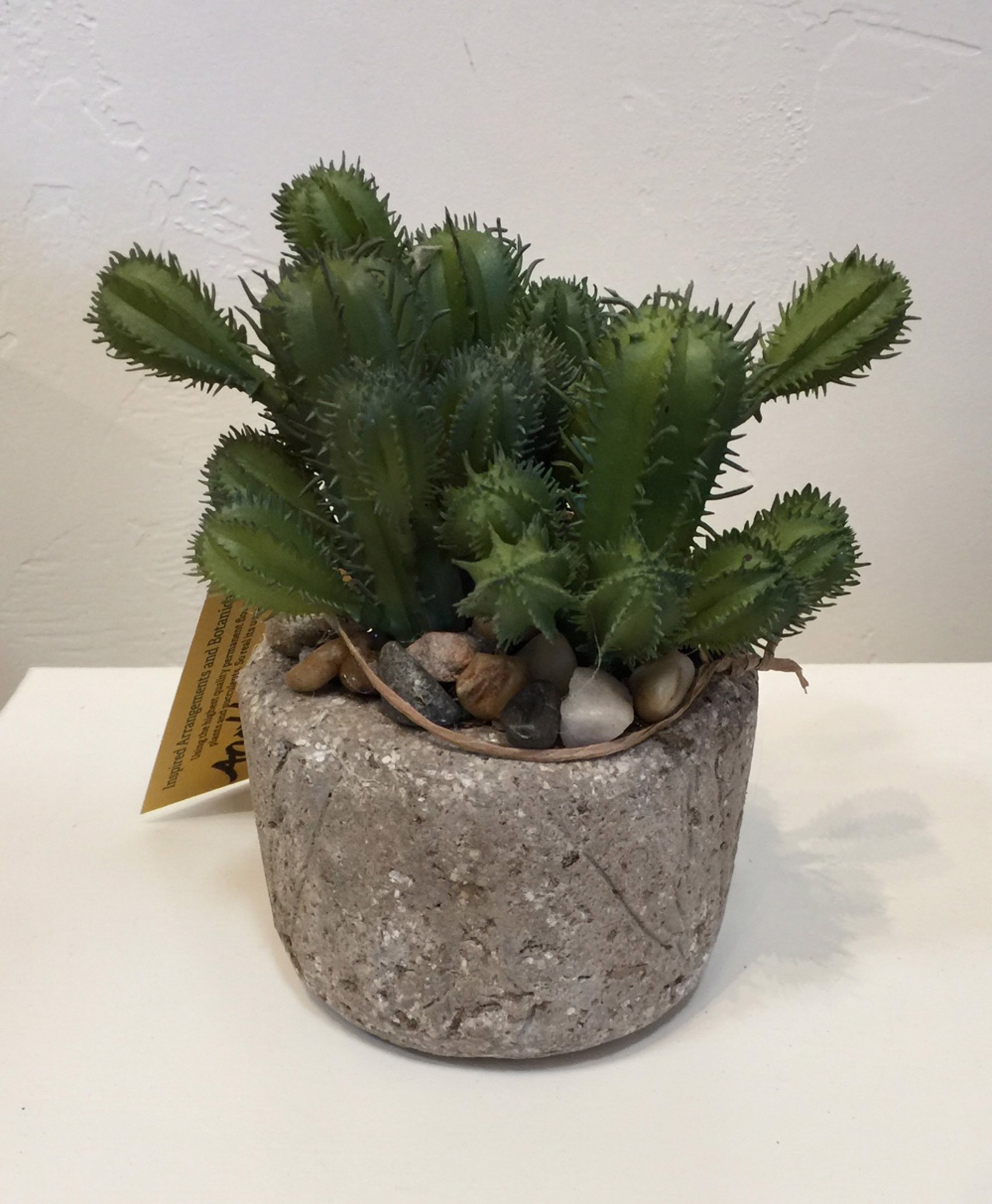 Another Planet - Cacti by Mirage & Bird Botanicals - Ana Thompson